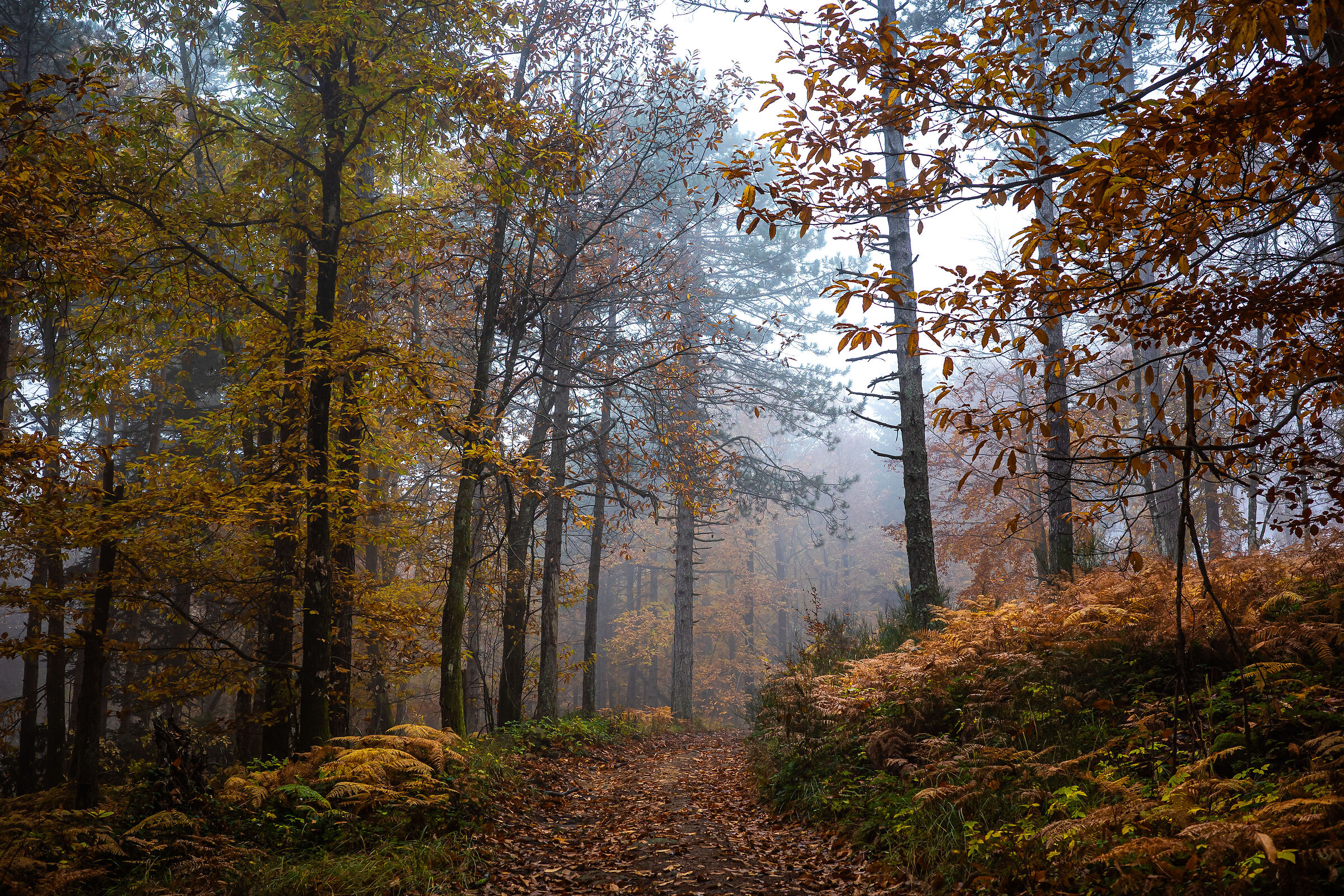autunno 27