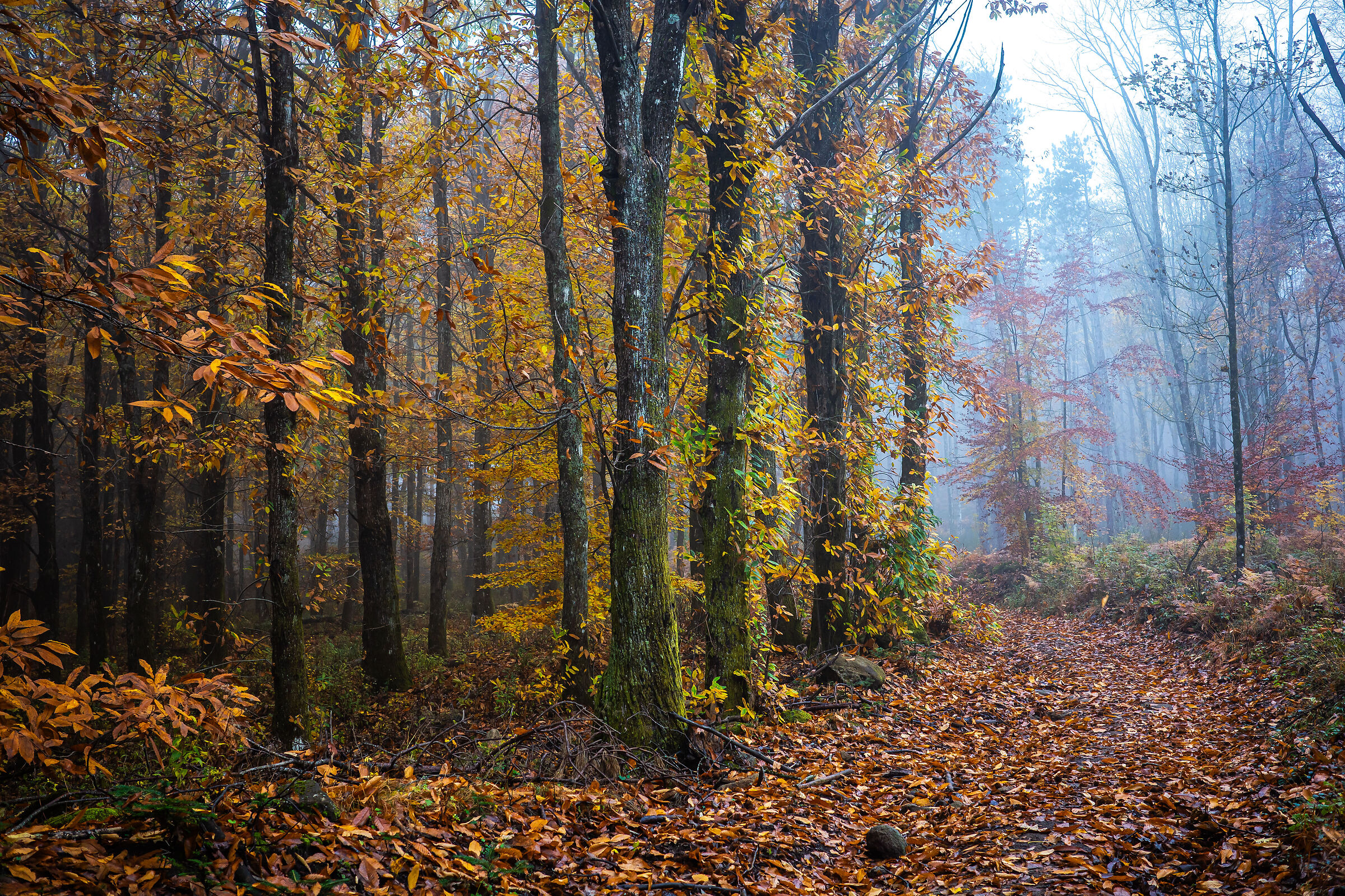 autunno 29
