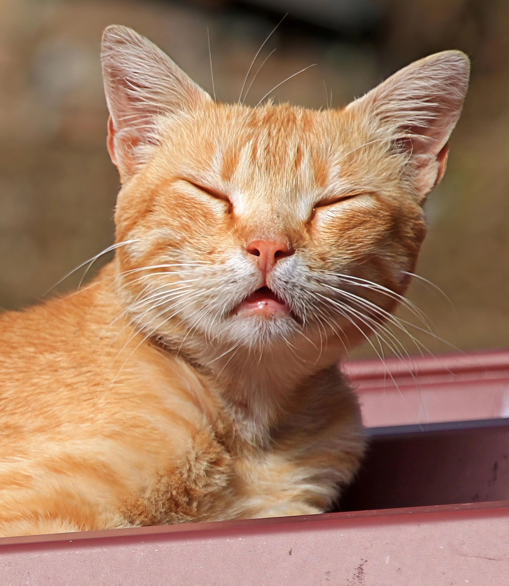 Sonno ... (Gatto di strada)