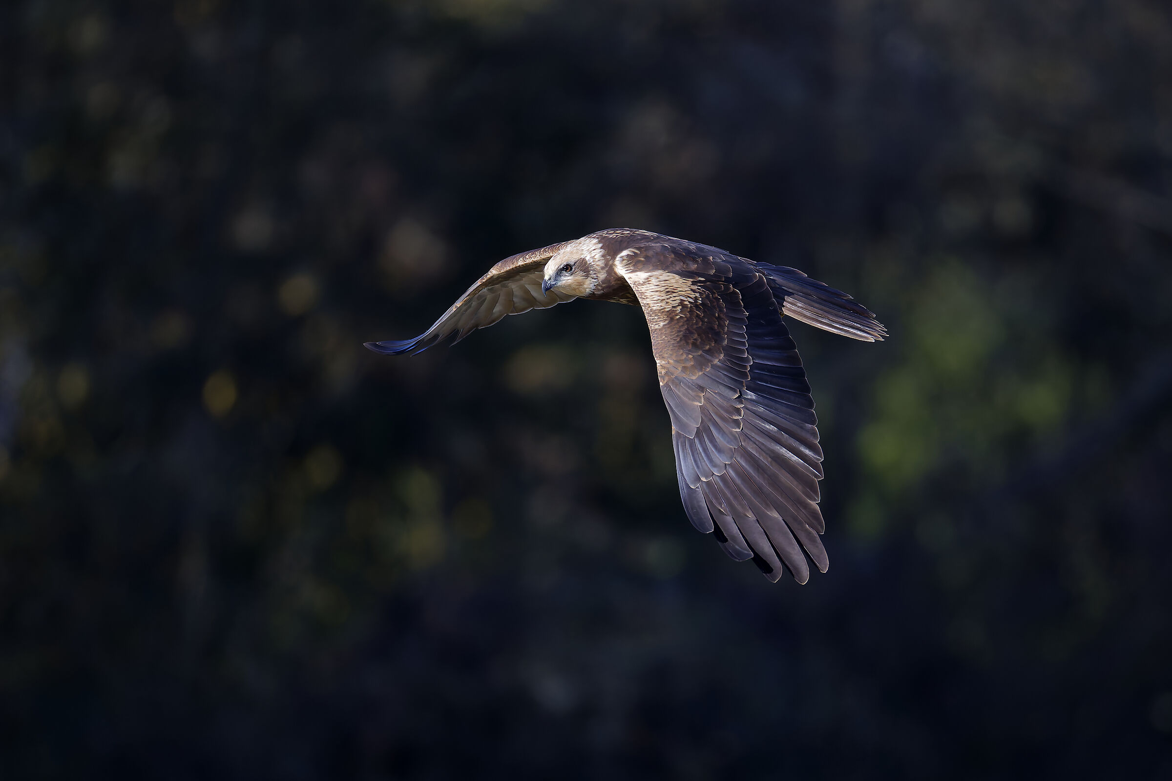 First photos with the new R5ii...