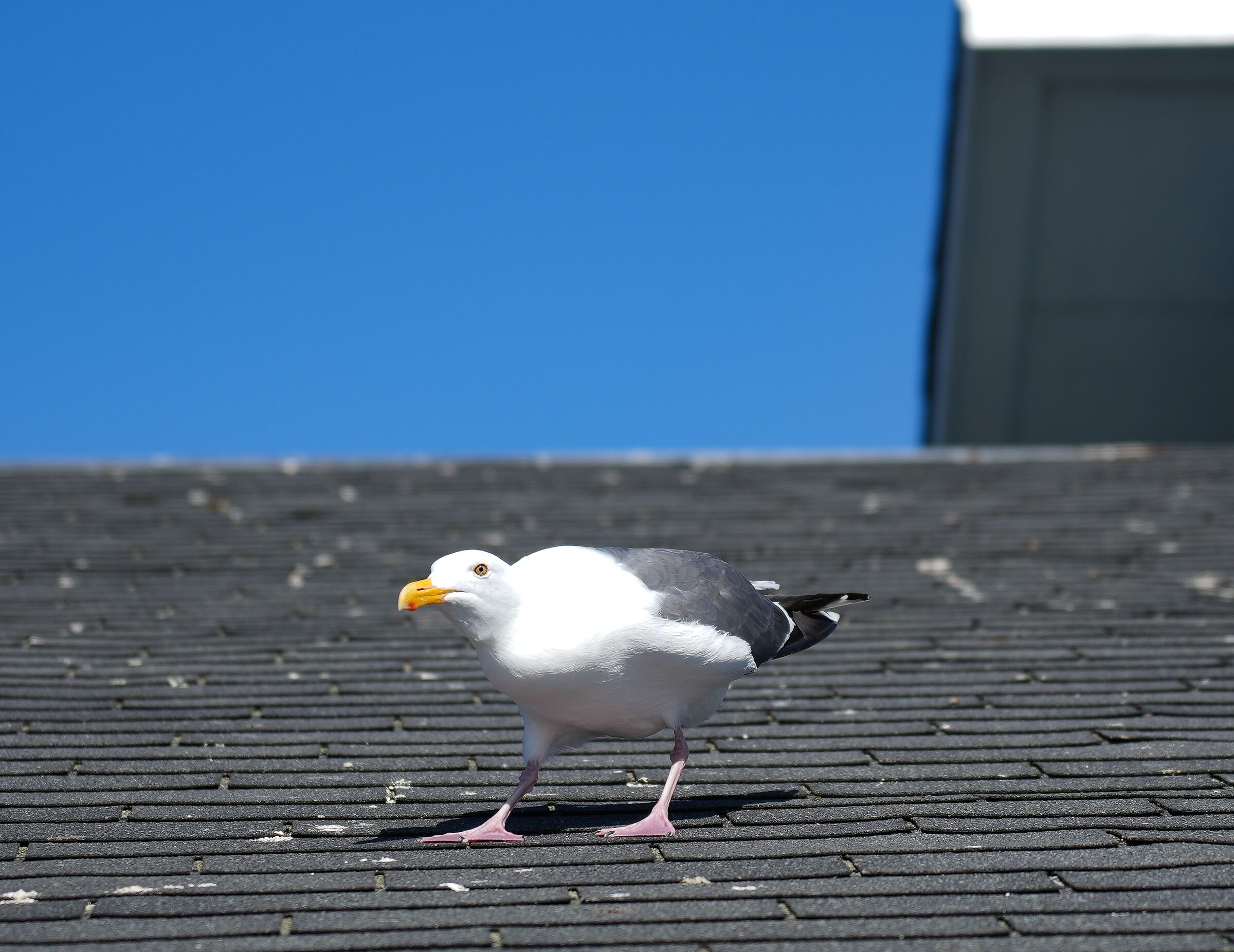 Attenti al gabbiano!!!