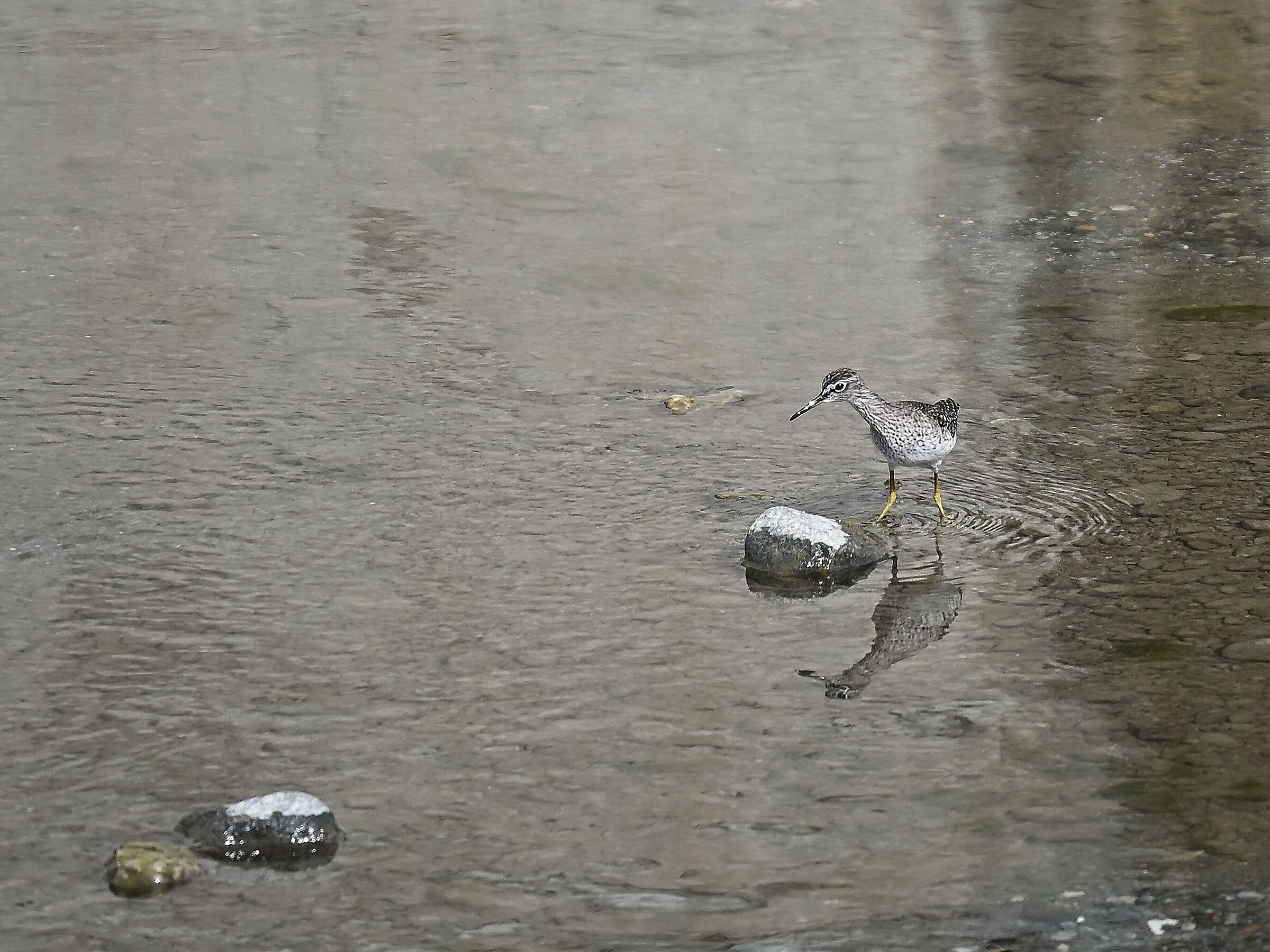 Piro piro boschereccio