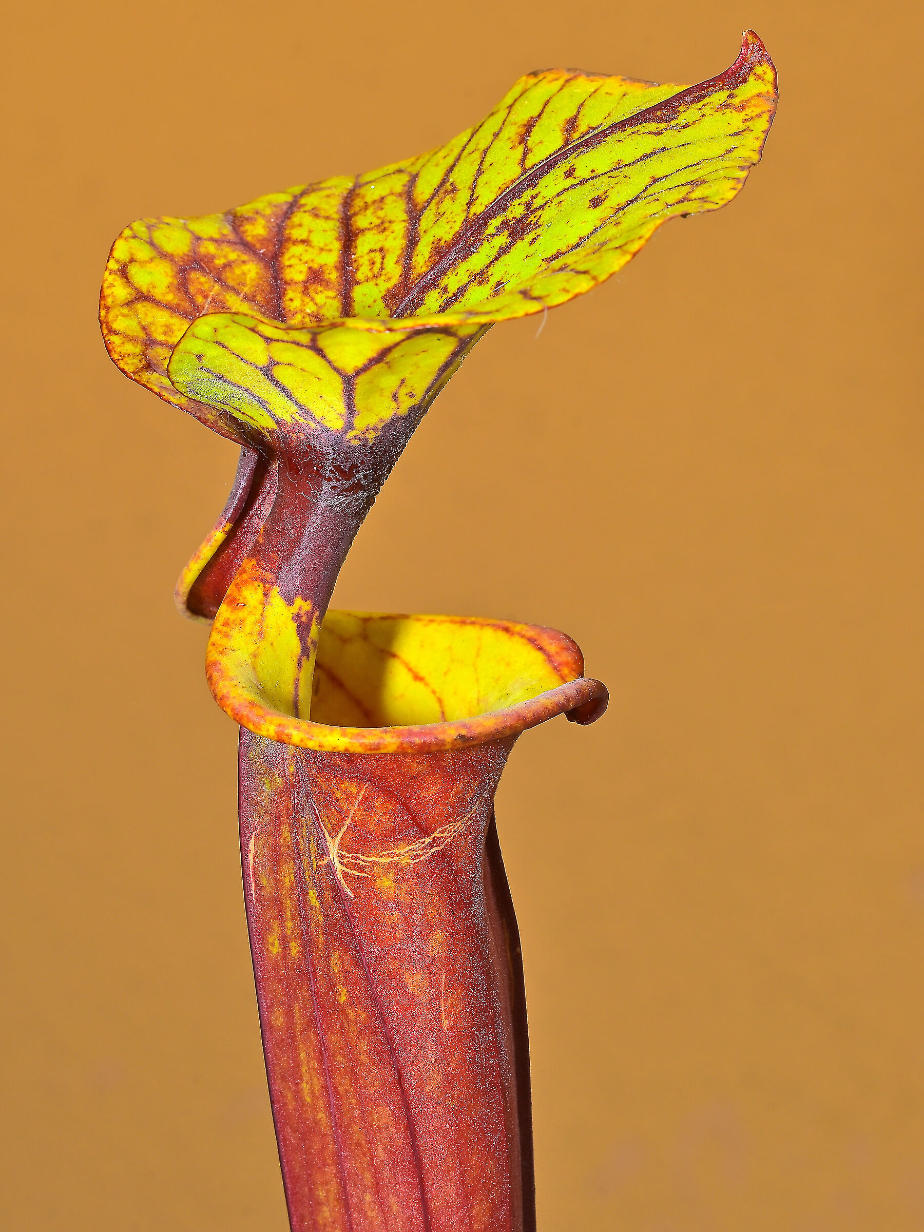 Sarracenia flava var.