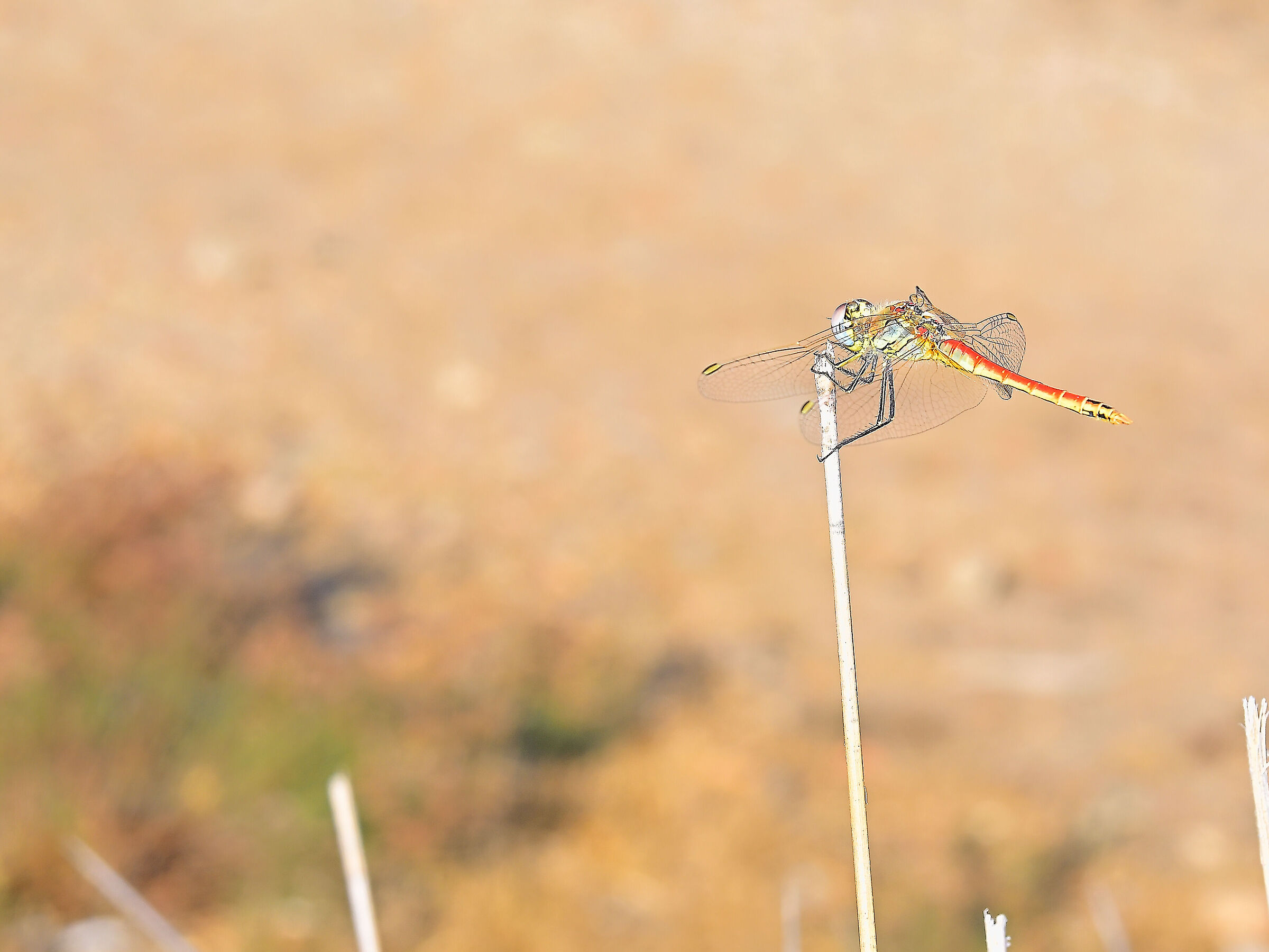 Sympetrum Fonscolombii