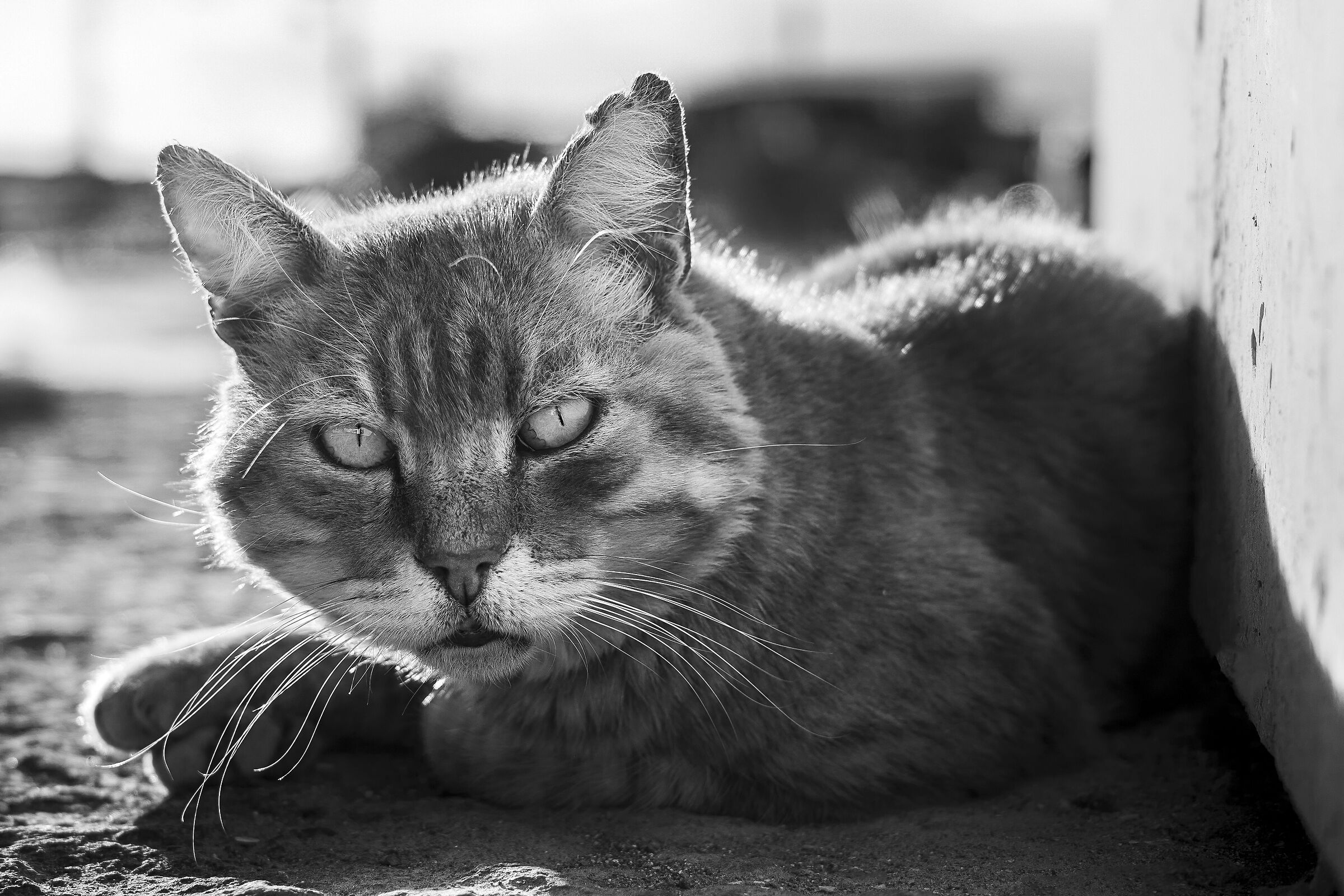 The Cat