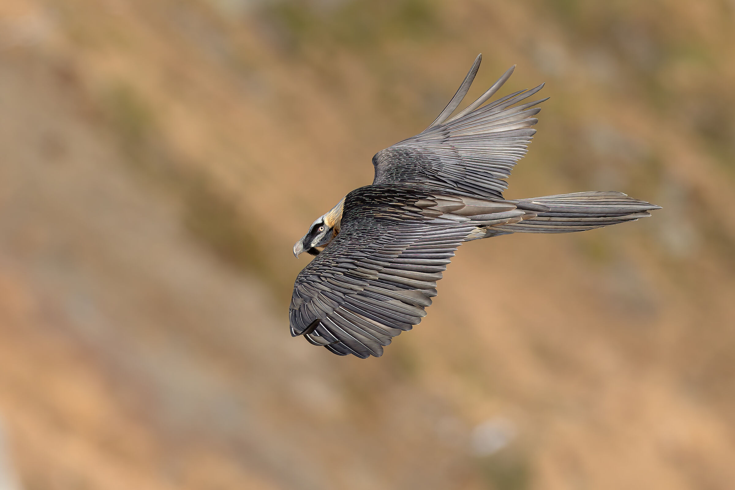 Bearded Vulture