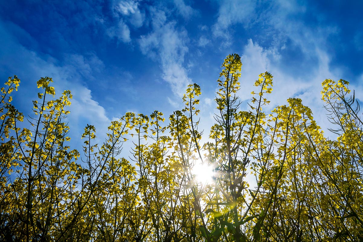 In a field of rapeseed