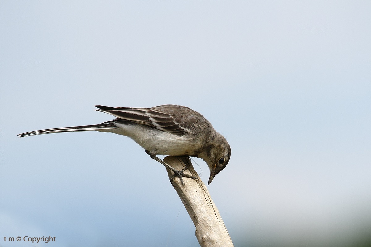 L'inchino della ballerina