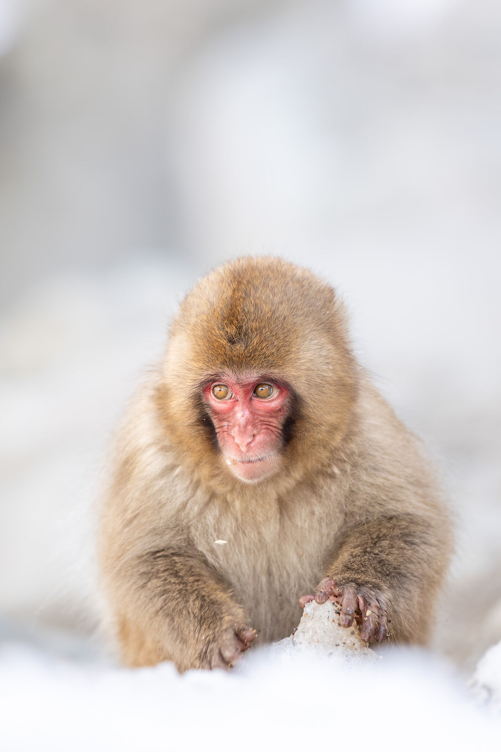 2025 Winter, Wild Japan