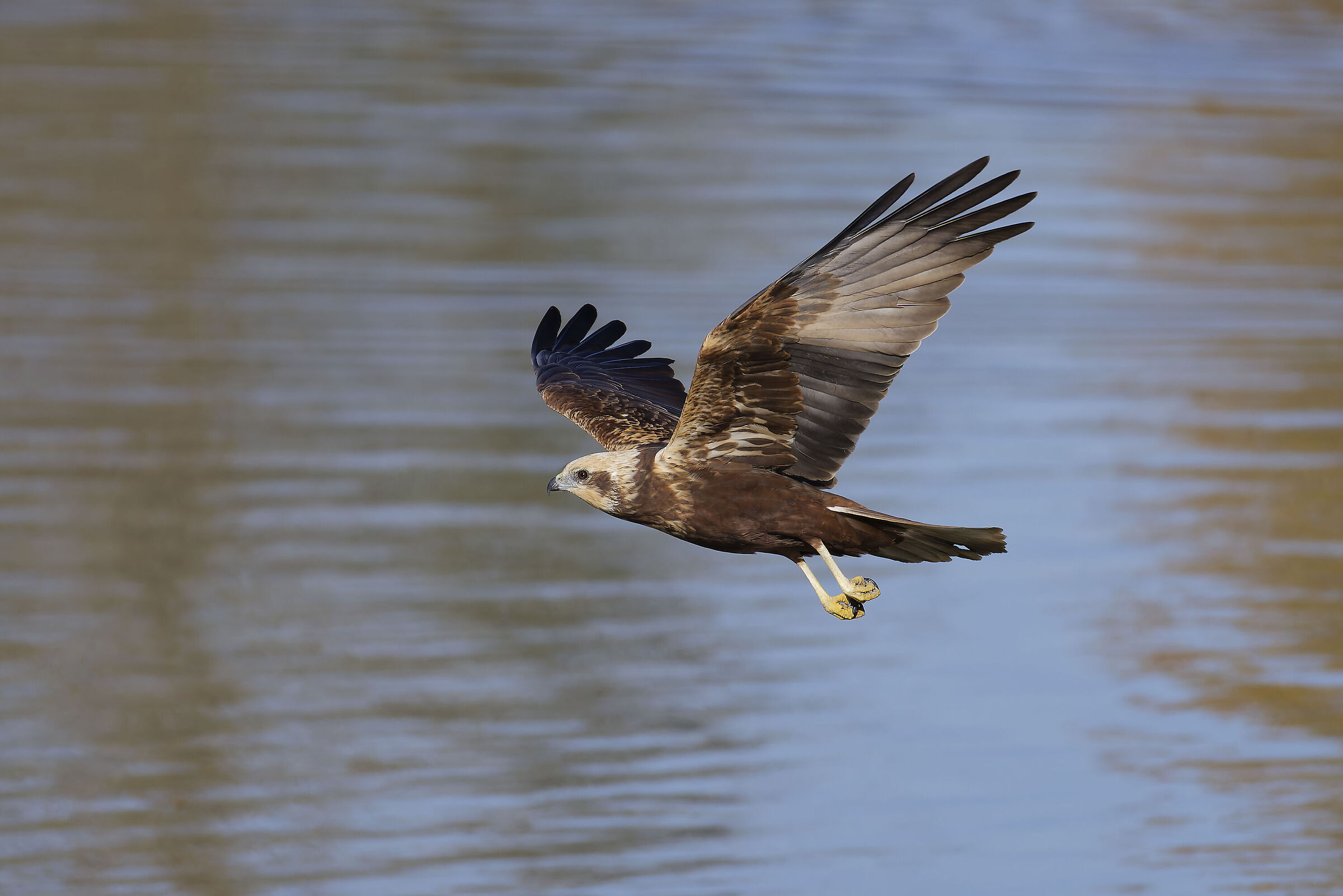 First photos with the new R5ii...