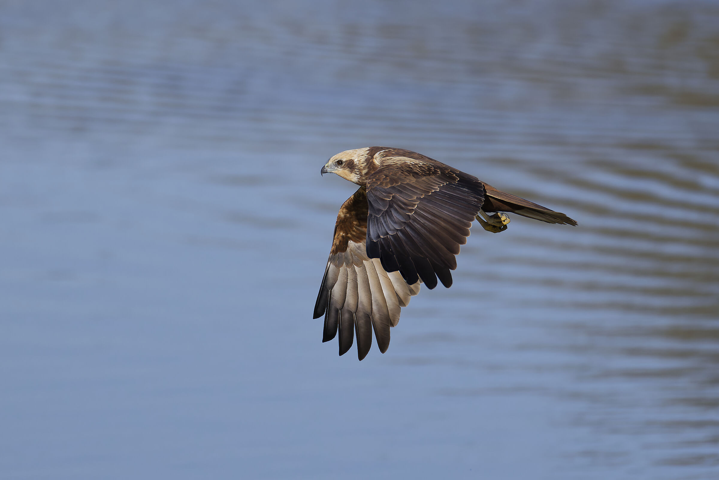 First photos with the new R5ii...