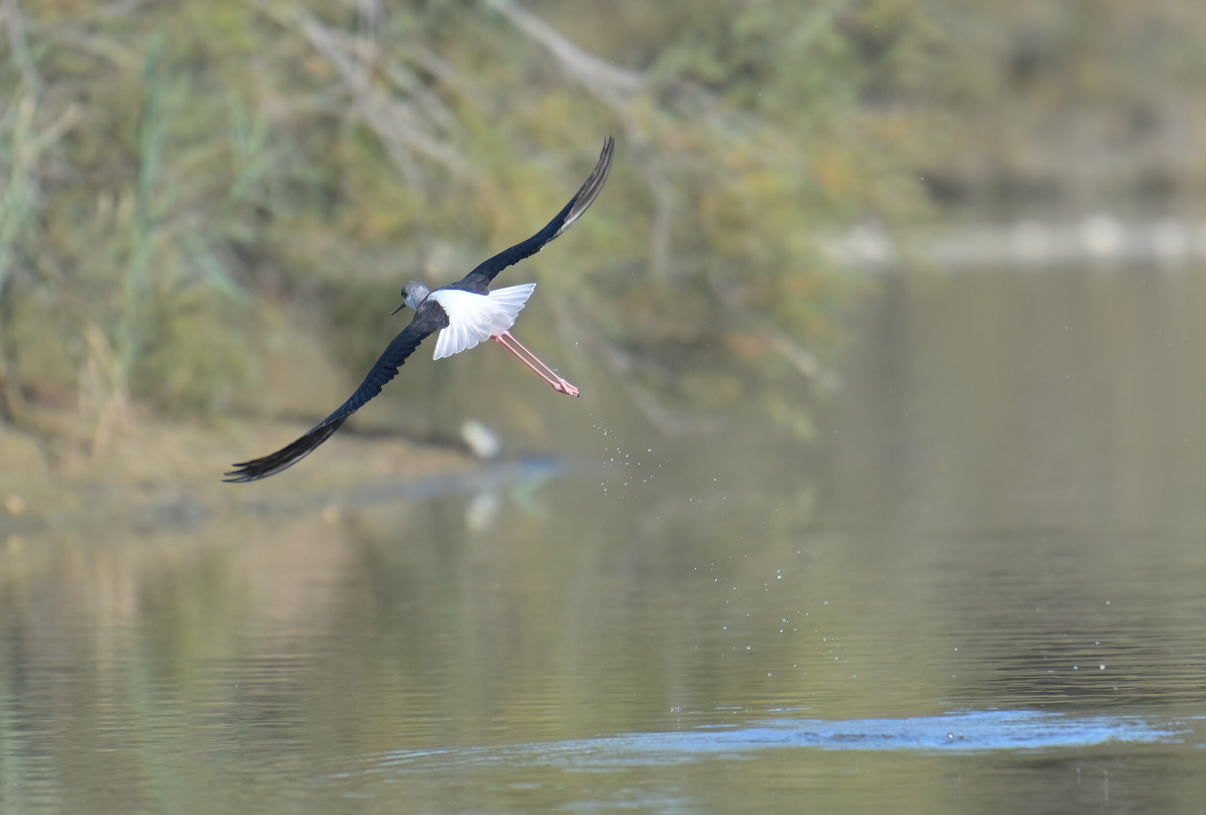 Cavaliere d'Italia al decollo