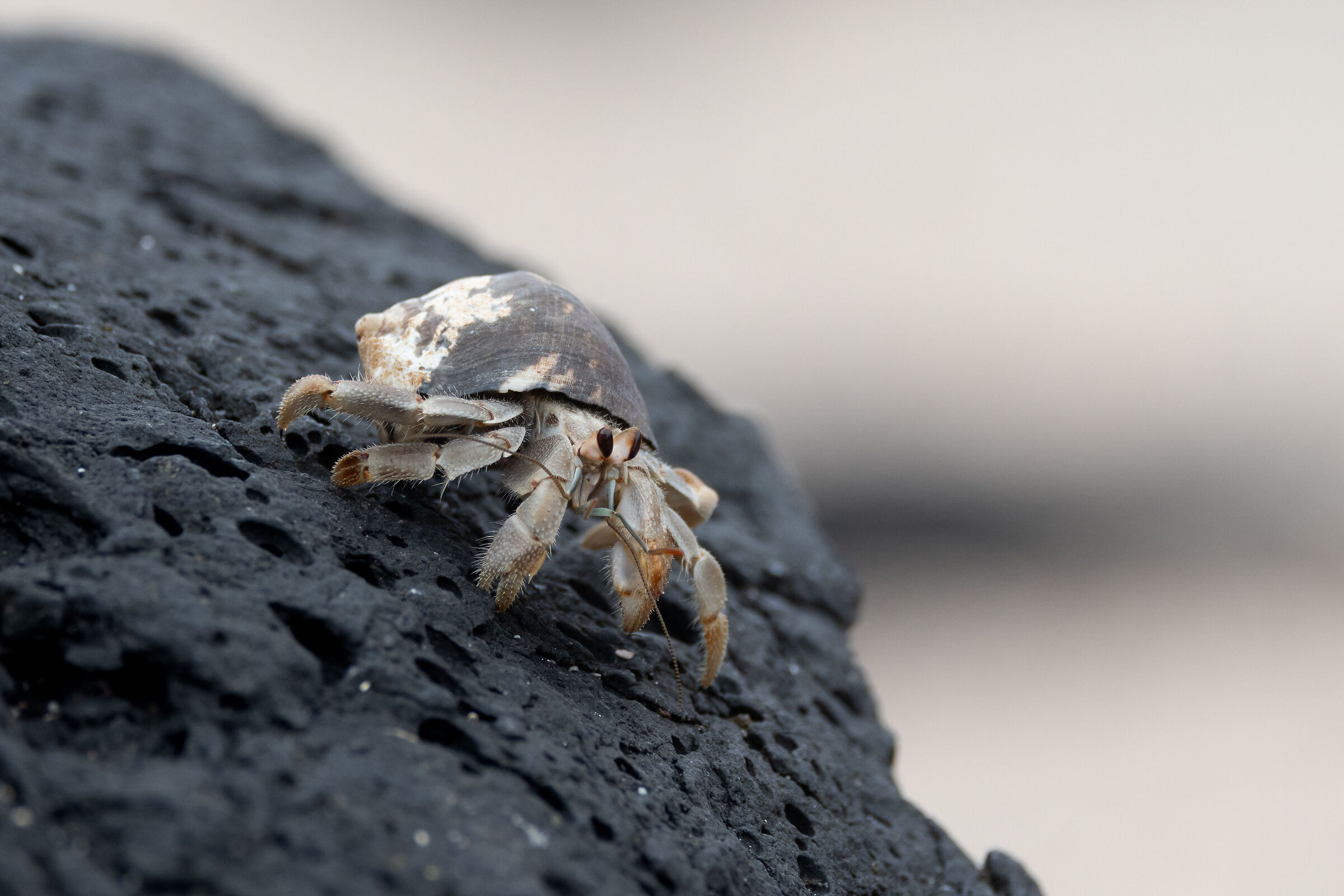 Paguro Terricolo Ecuadoriano