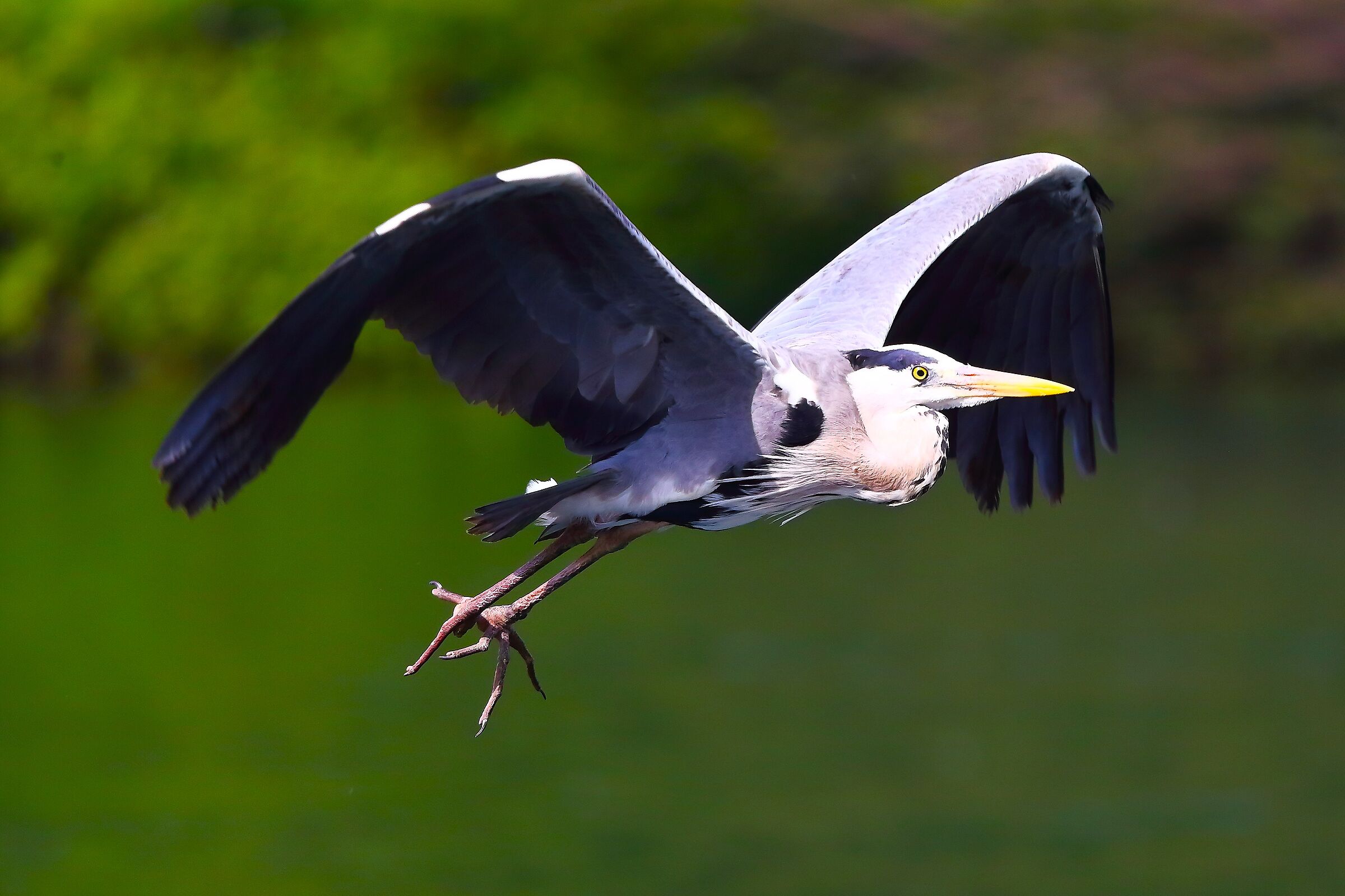 Cenerino 21 maggio 2025 - 9999_72