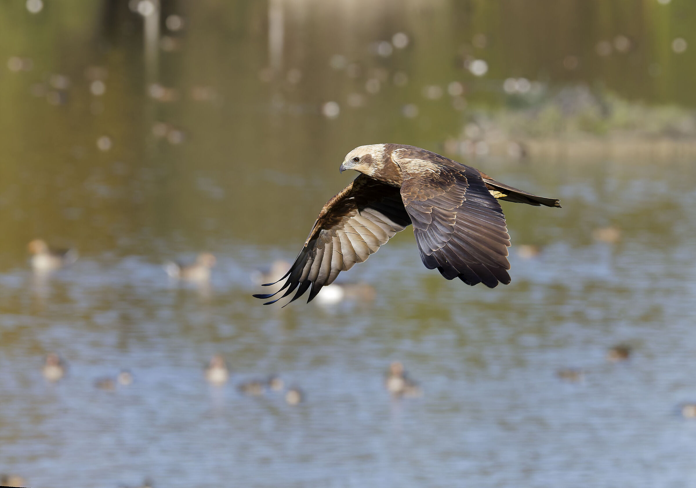 First photos with the new R5ii...