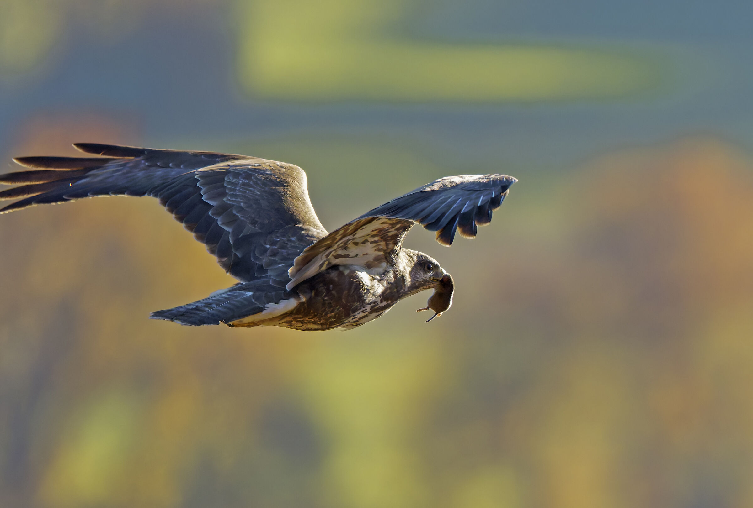 Buzzard with prey