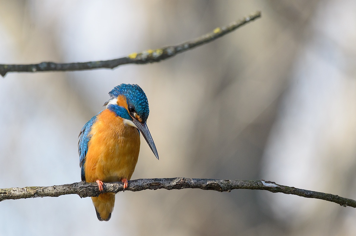 scrutando la sua preda