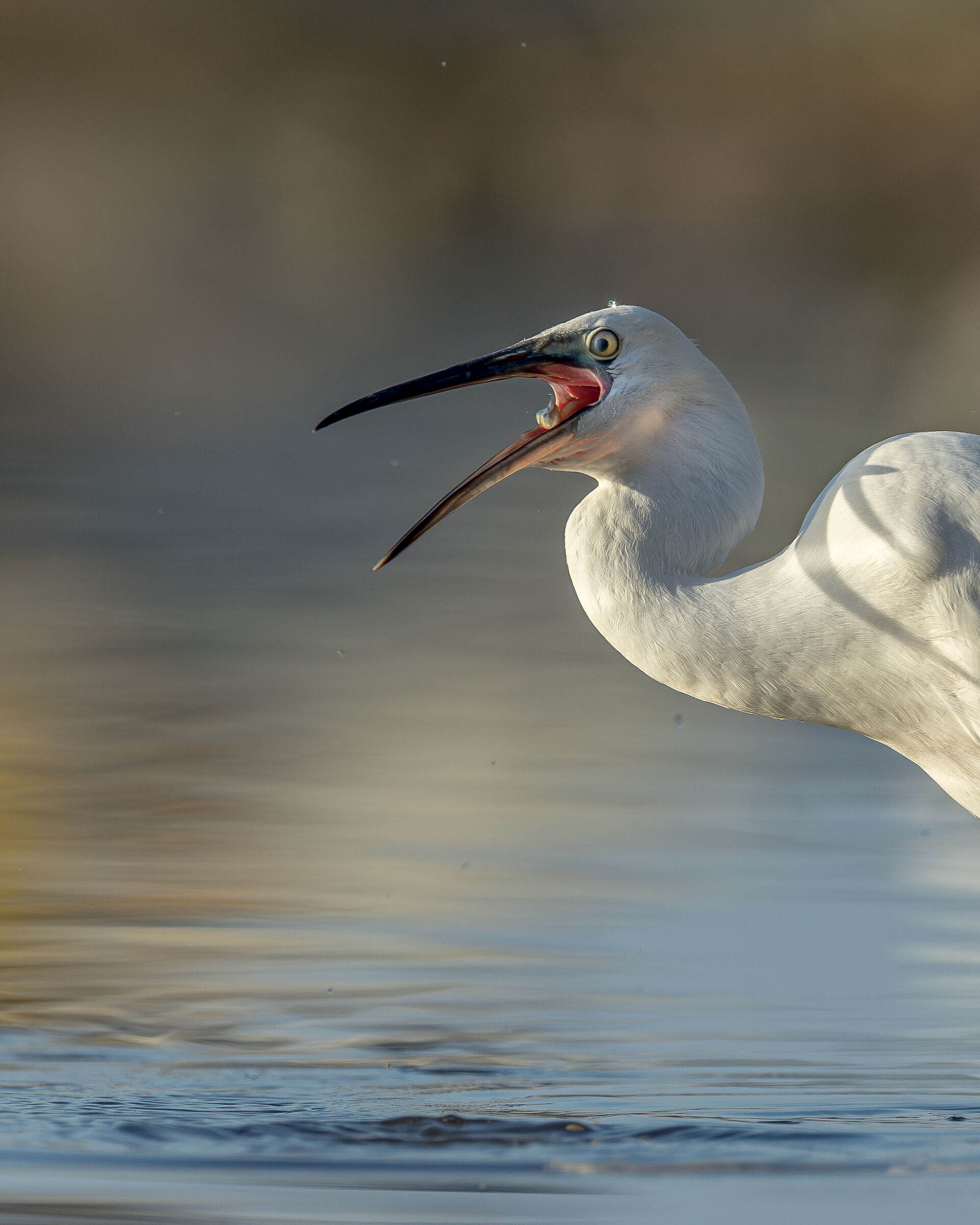 Egret with bite