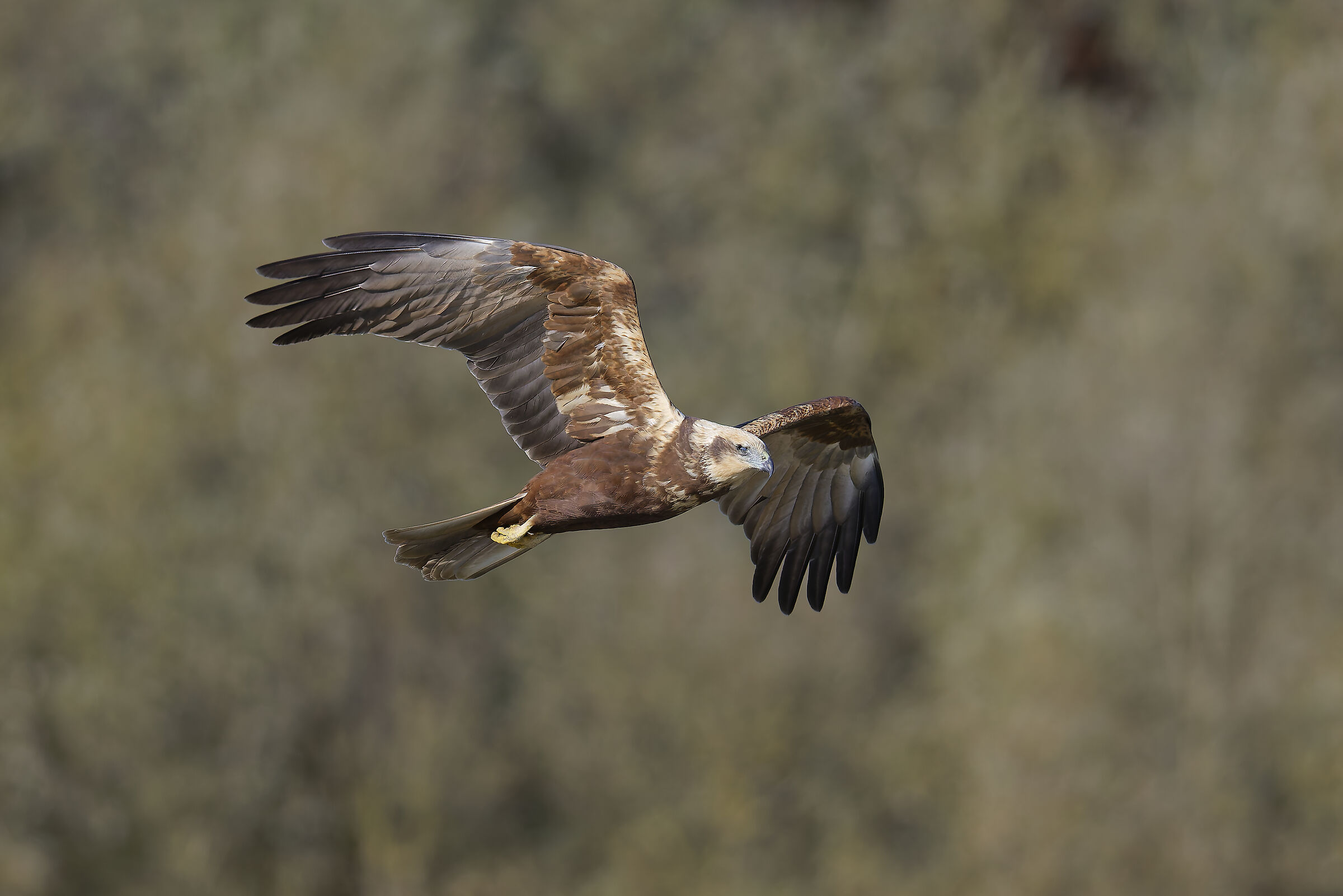 First photos with the new R5ii...