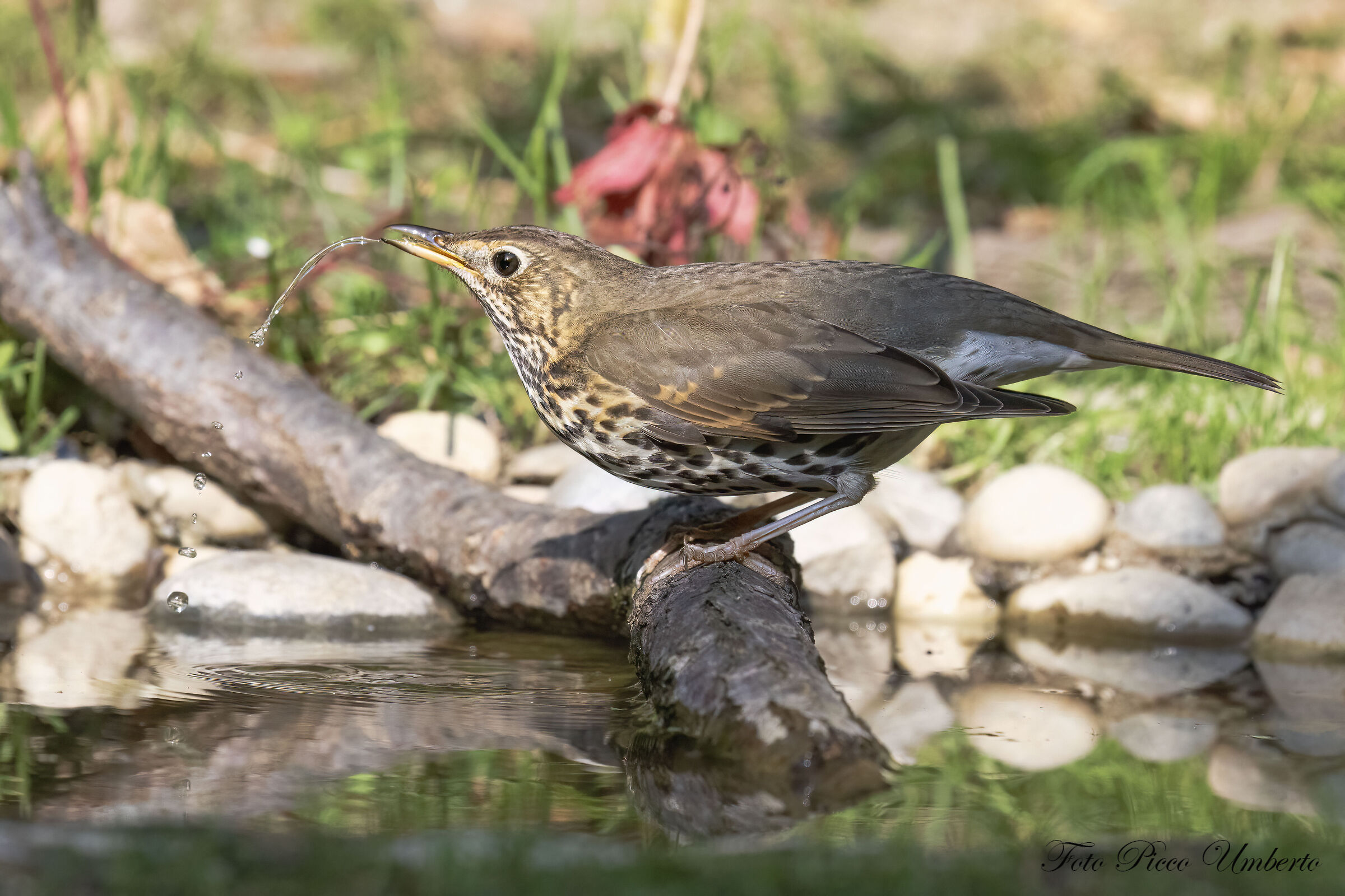 THE WATERING OF THE SONG THRUSH