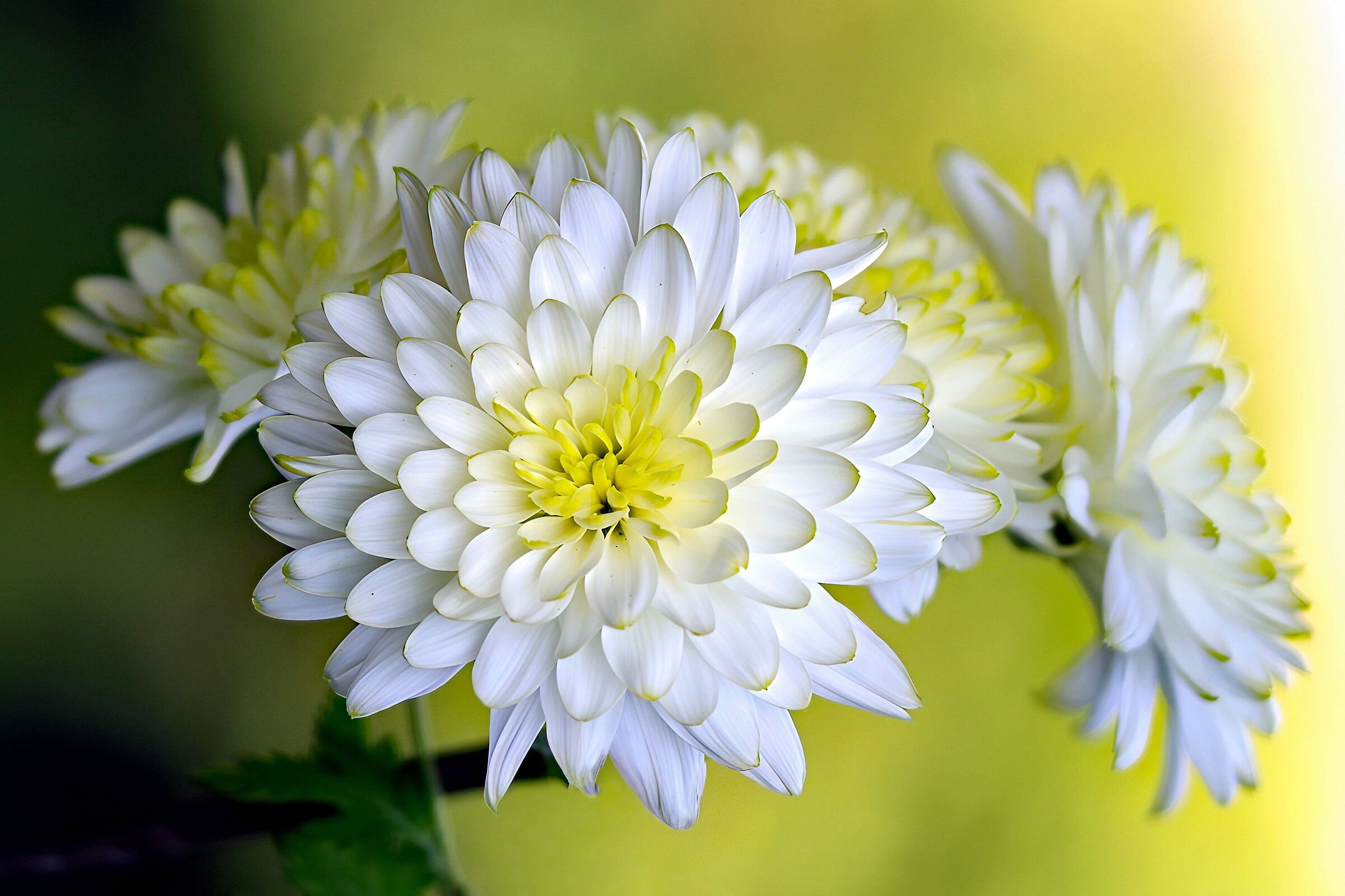 Chrysanthemum Time