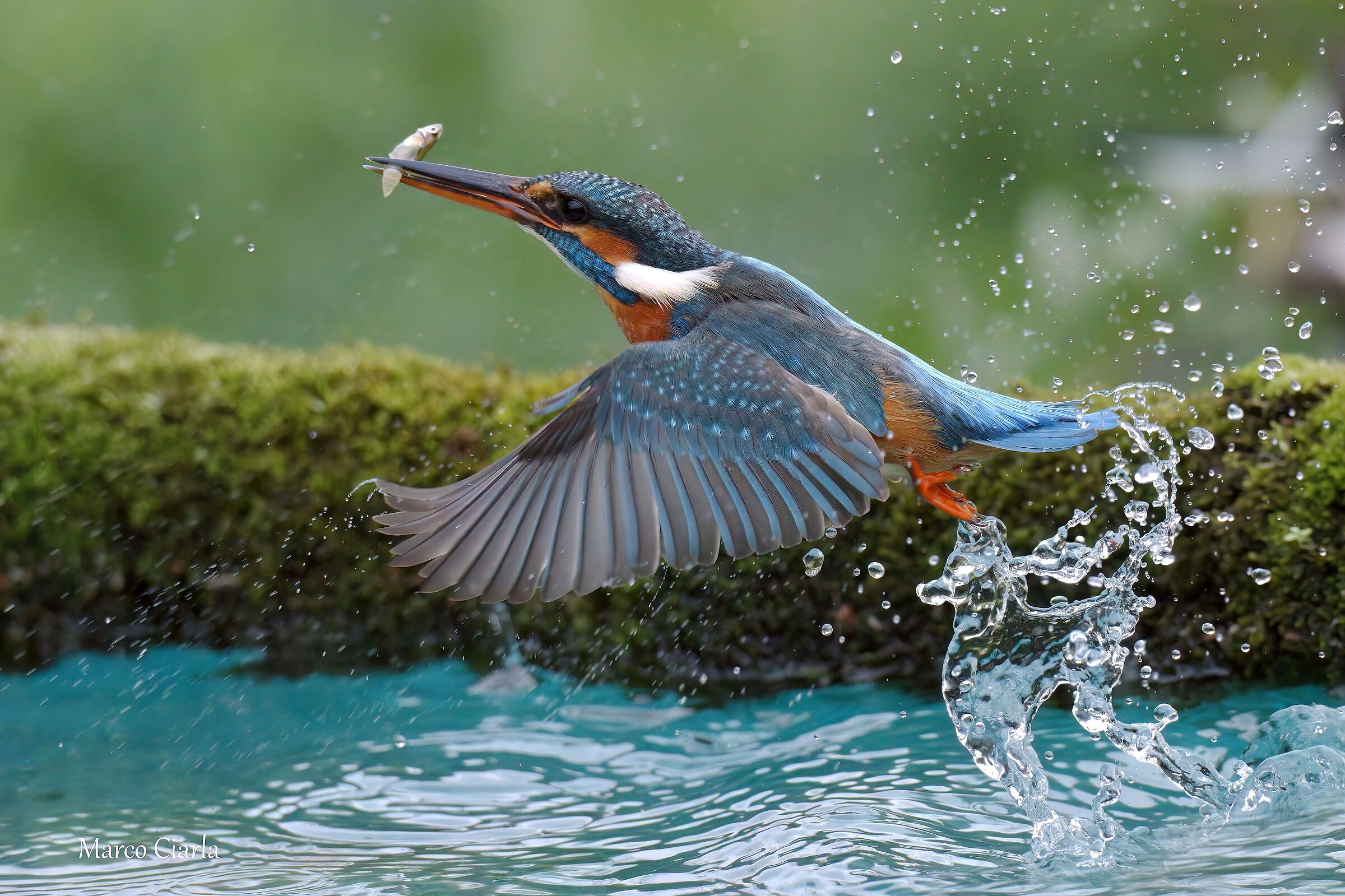 Kingfisher (Alcedo atthis )