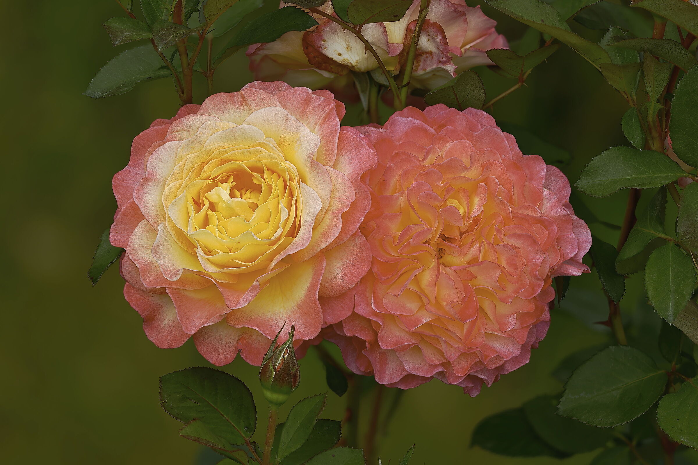 Red and yellow roses