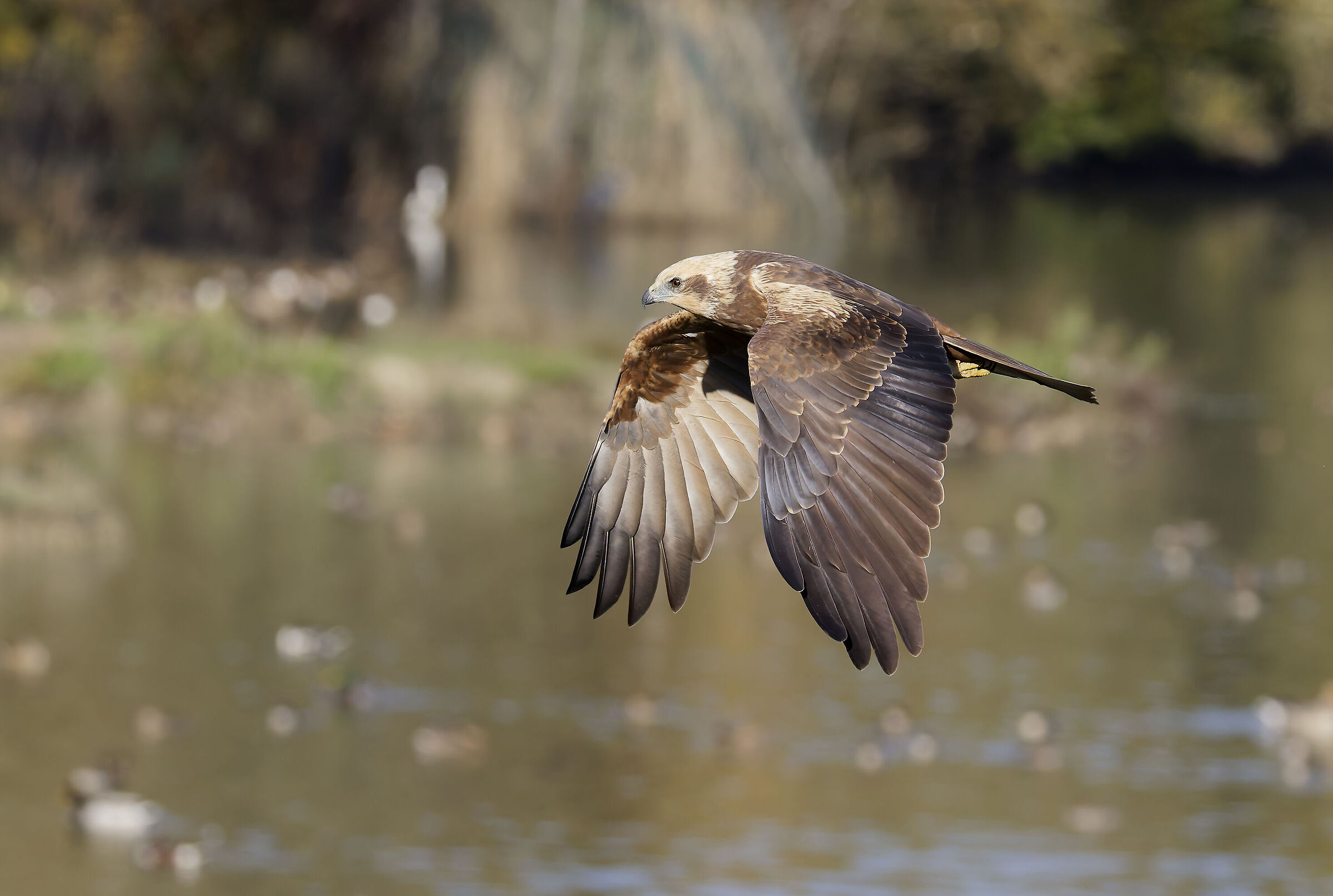 First photos with the new R5ii...