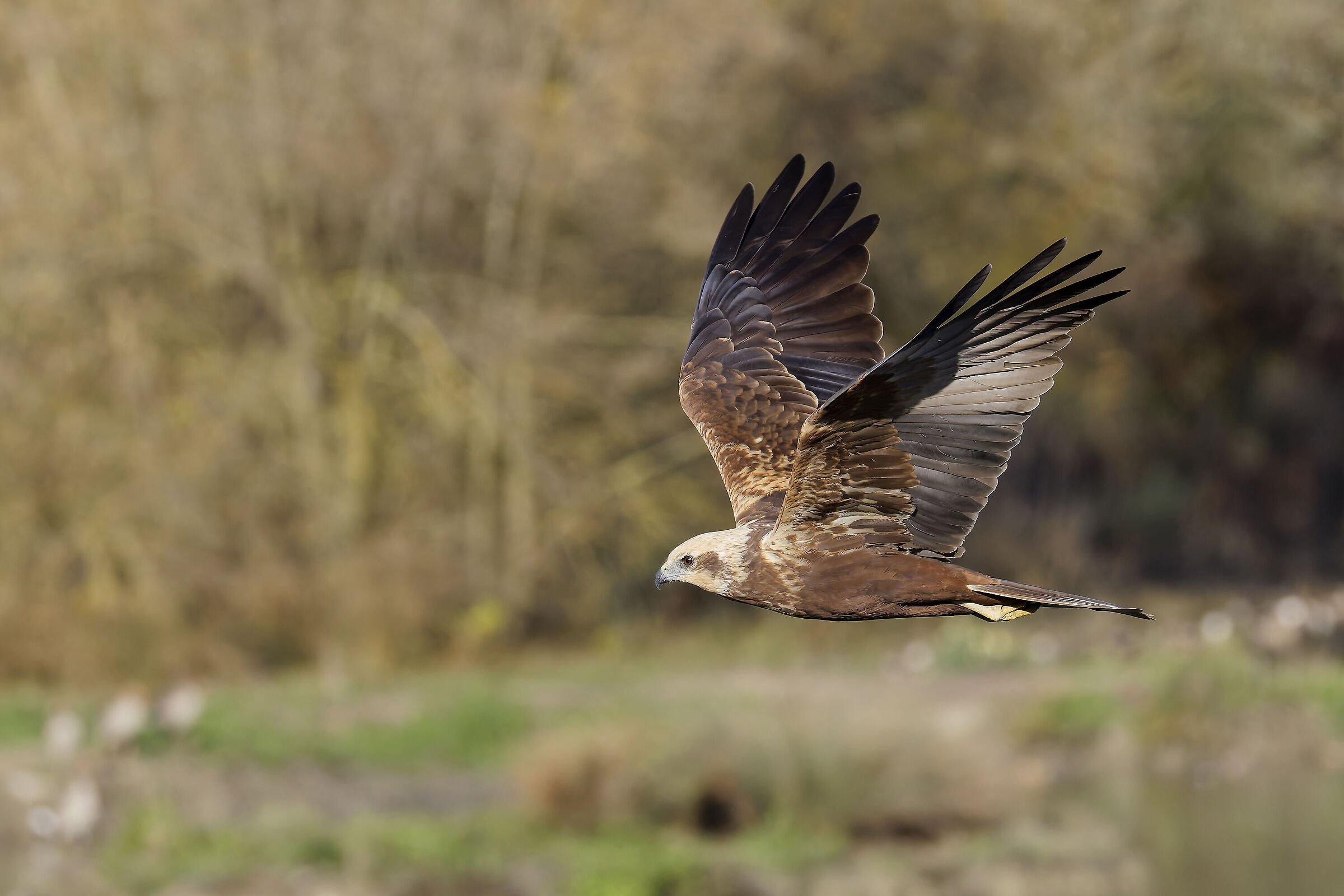 First photos with the new R5ii...