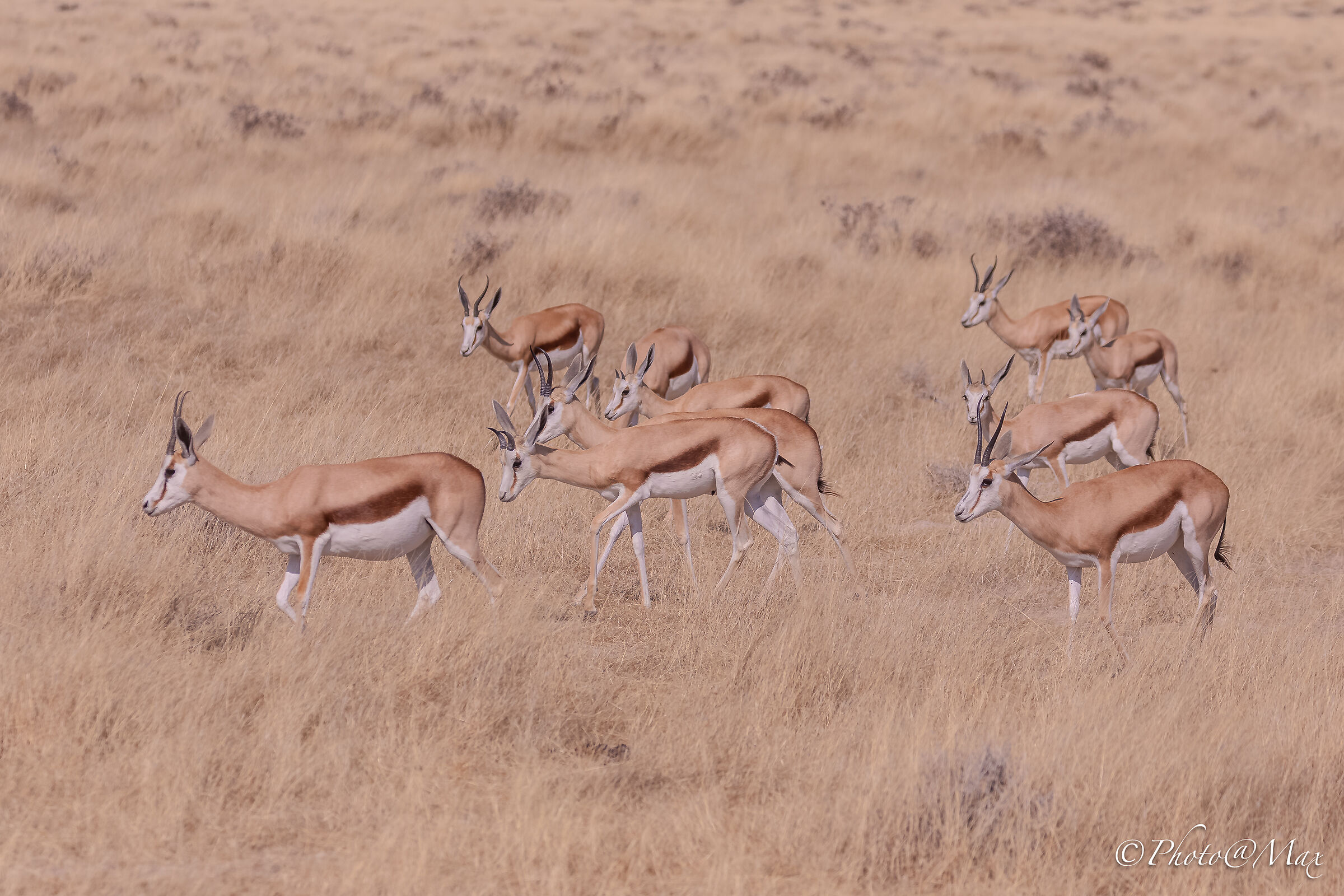 Springboks, Etosha