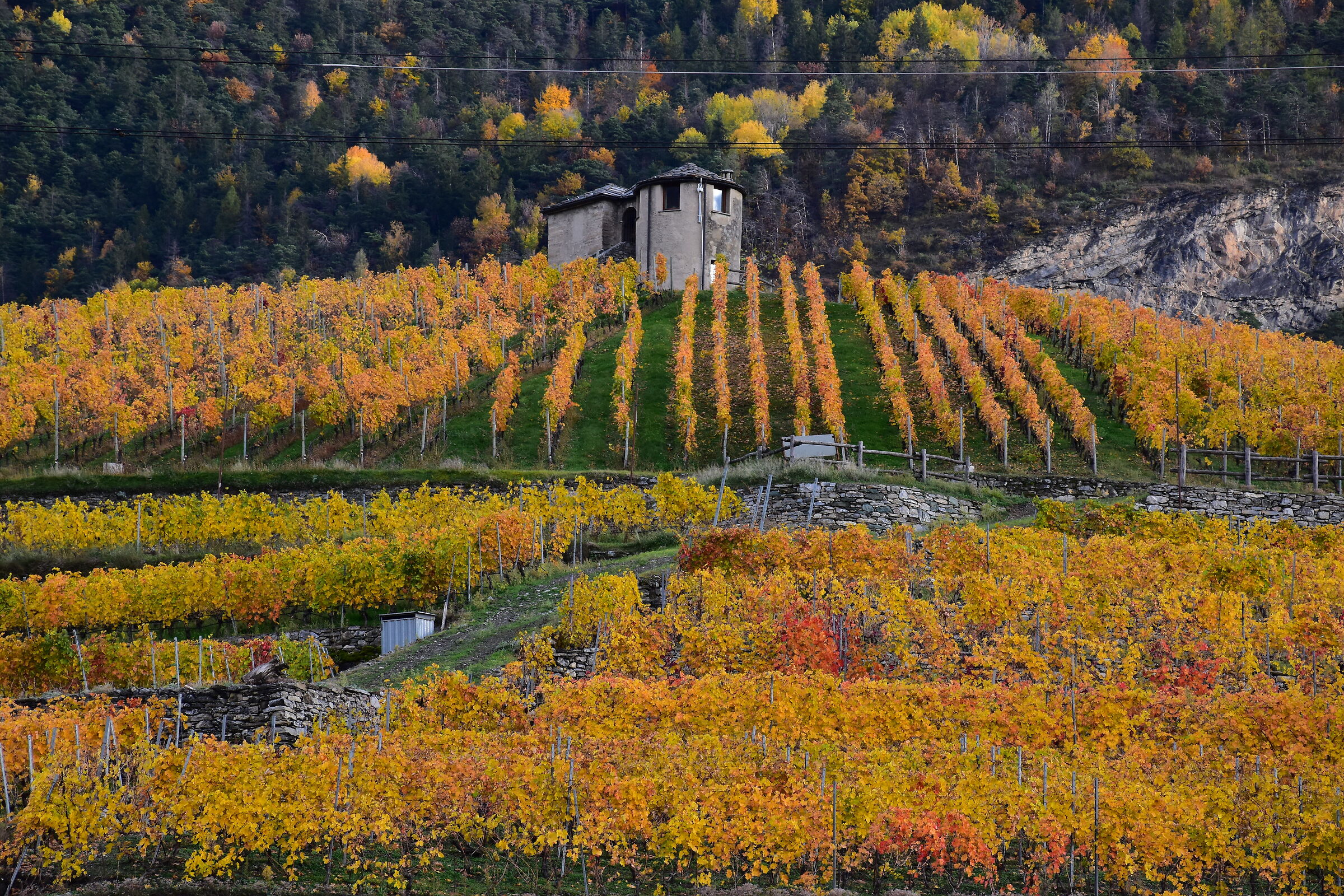 Vigneti di Jovençan  foliage Valle d'Aosta