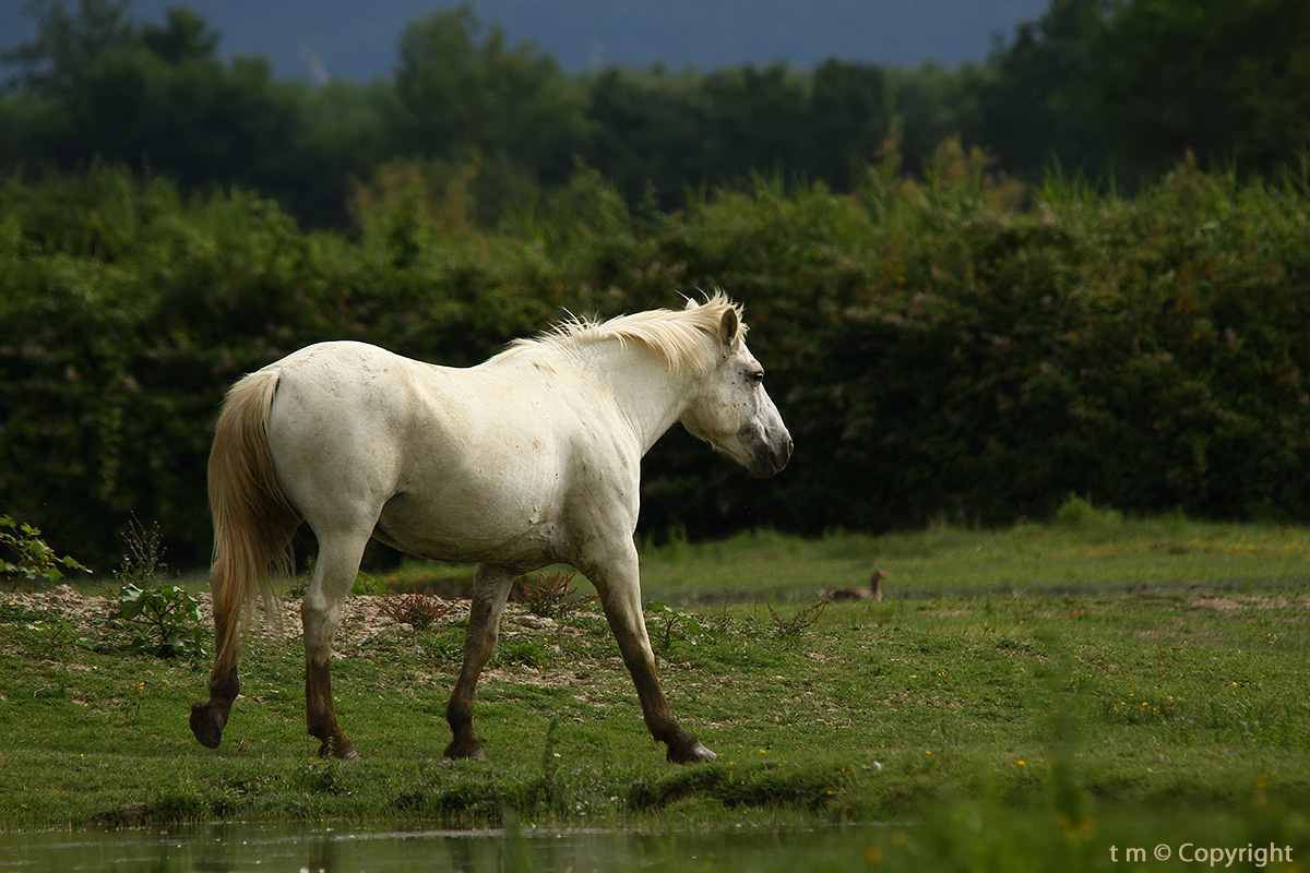 Camargue Horse