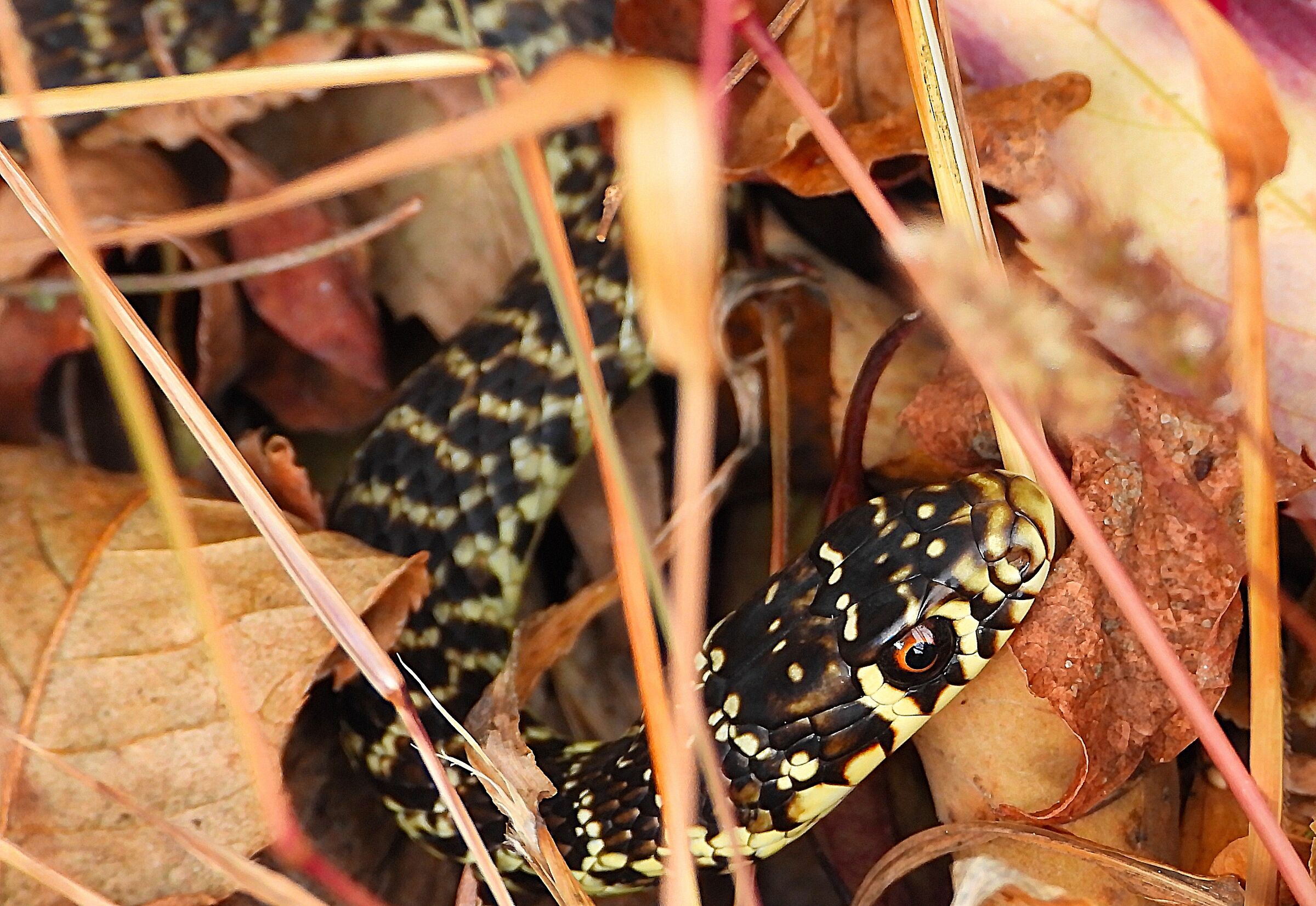 Hierophis viridiflavus