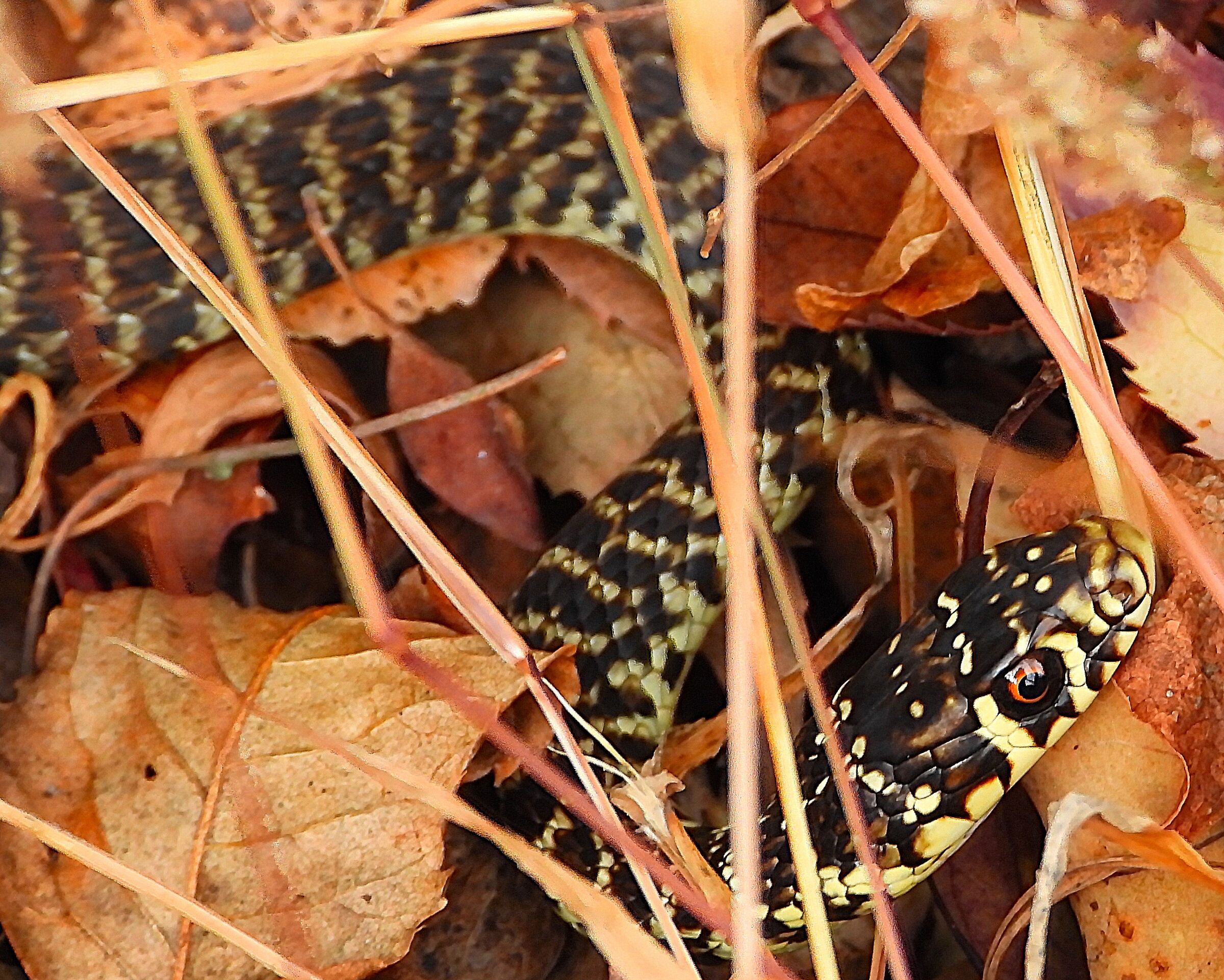 Hierophis viridiflavus