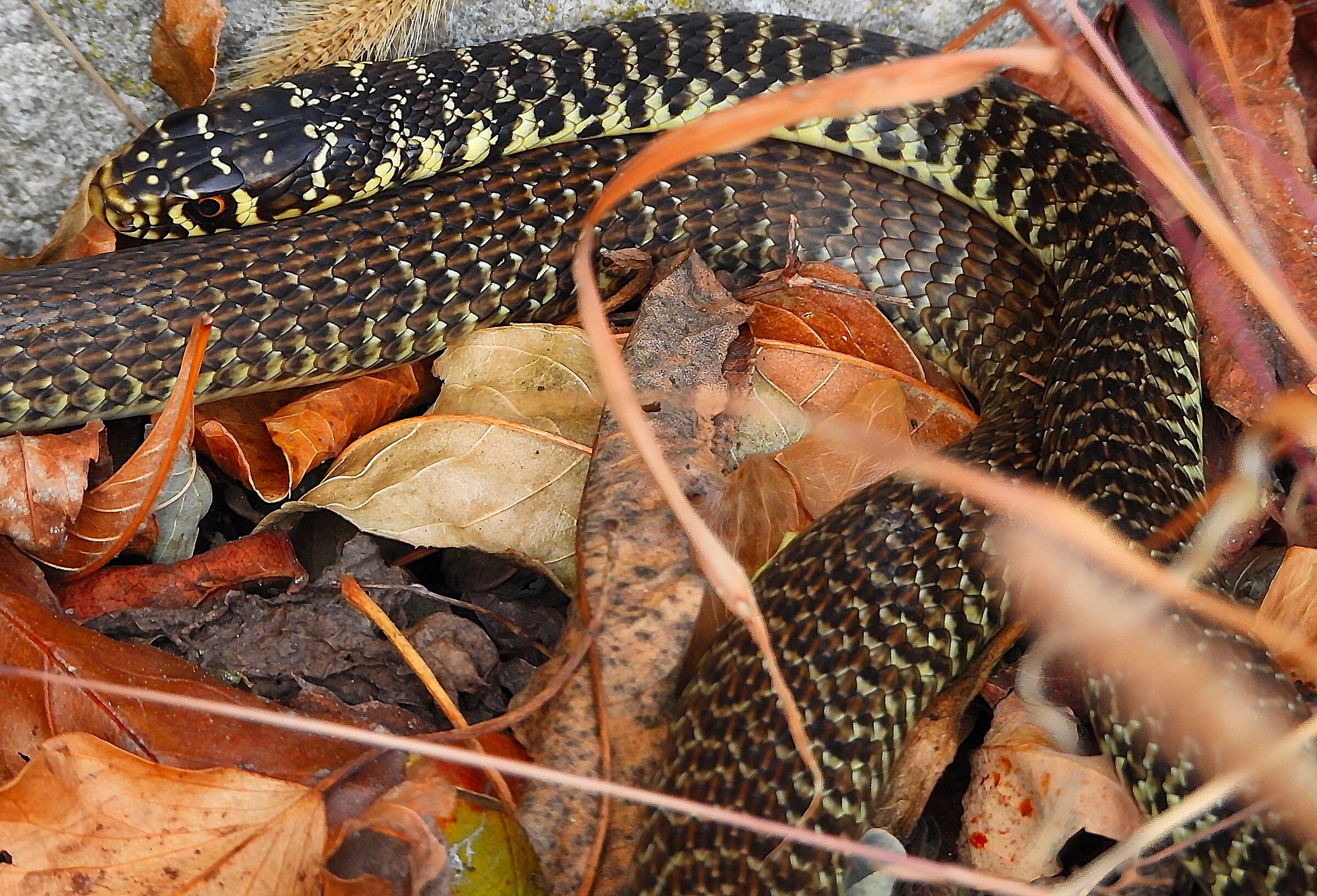 Hierophis viridiflavus