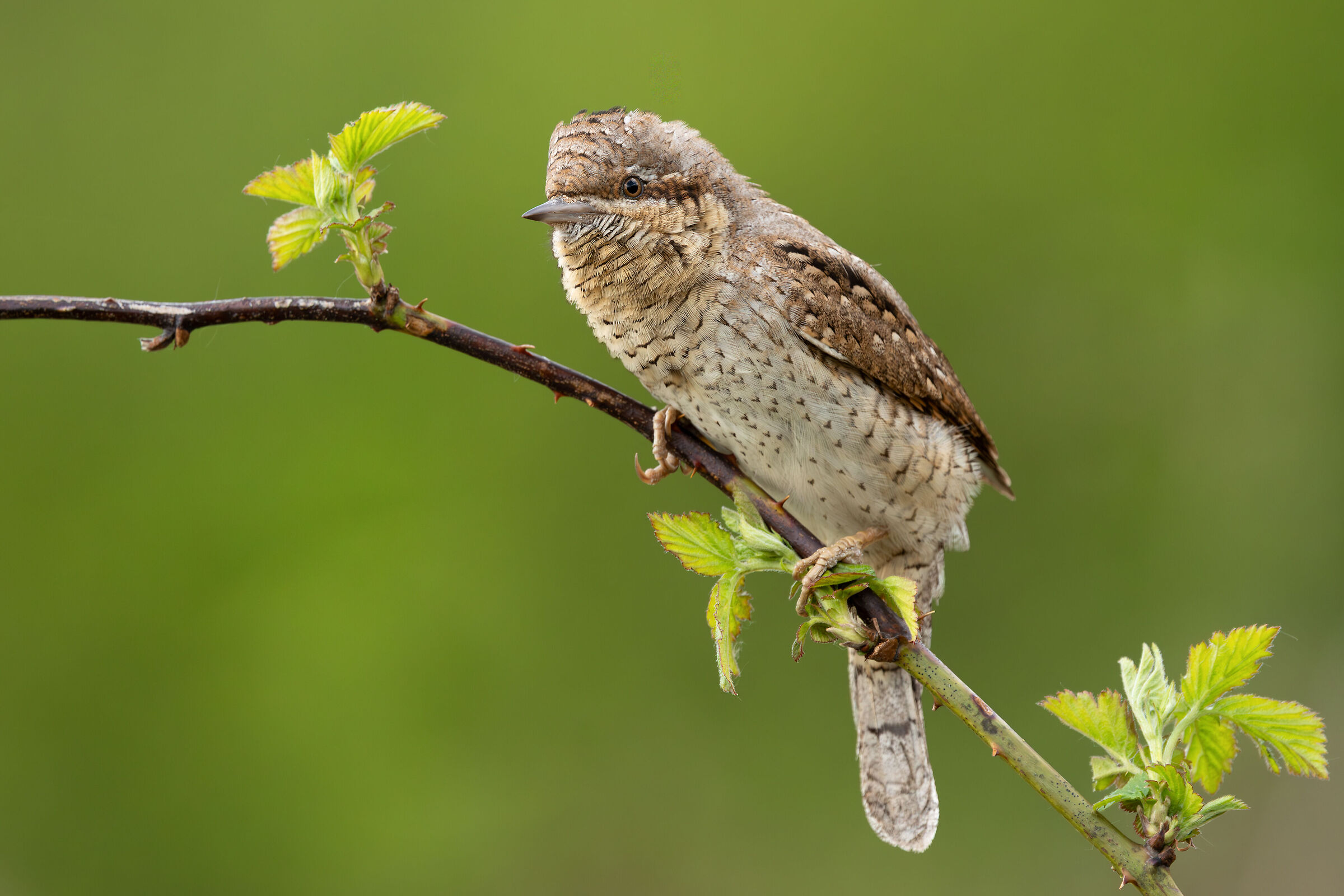 Wryneck