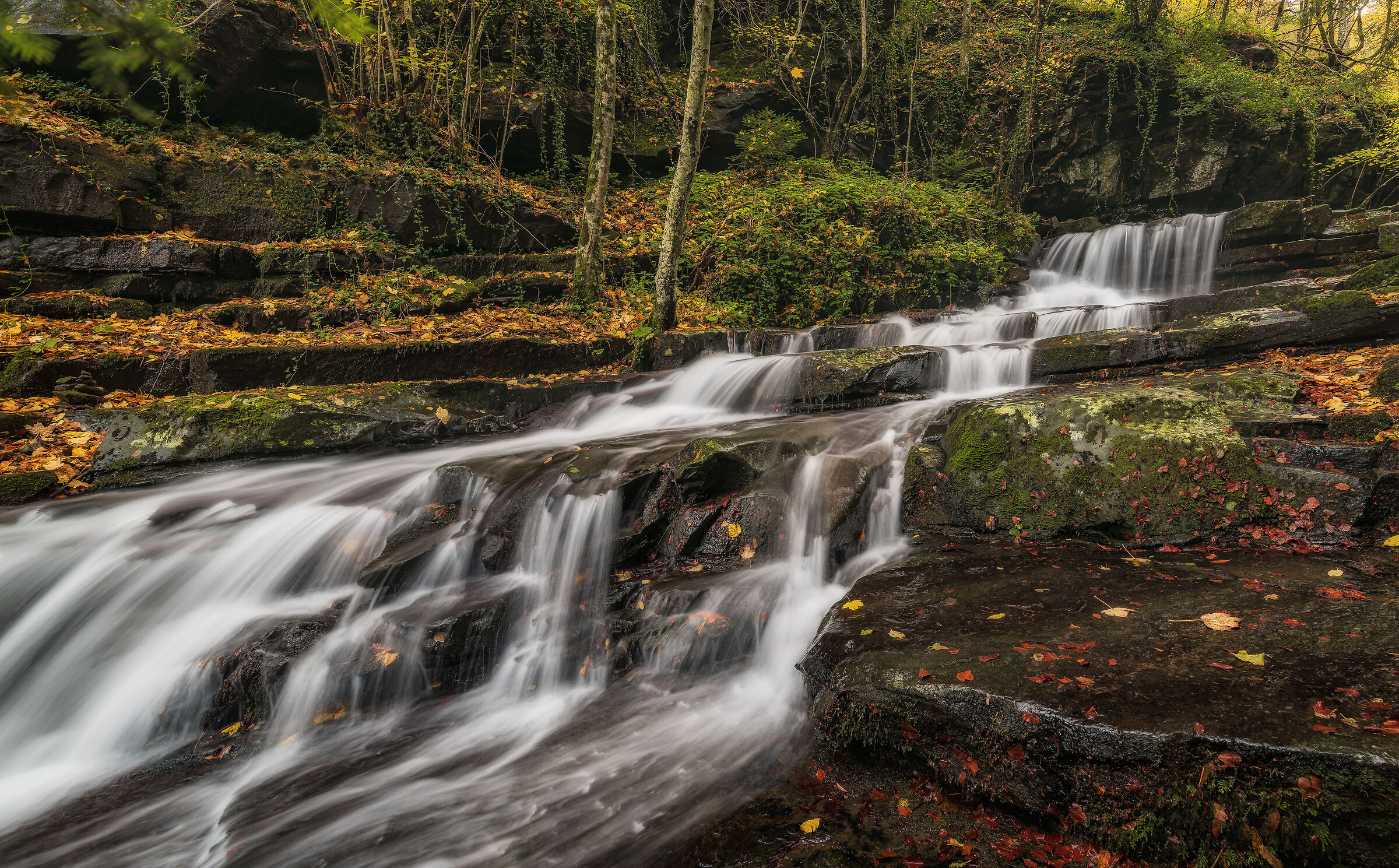 Foliage a Vallombrosa