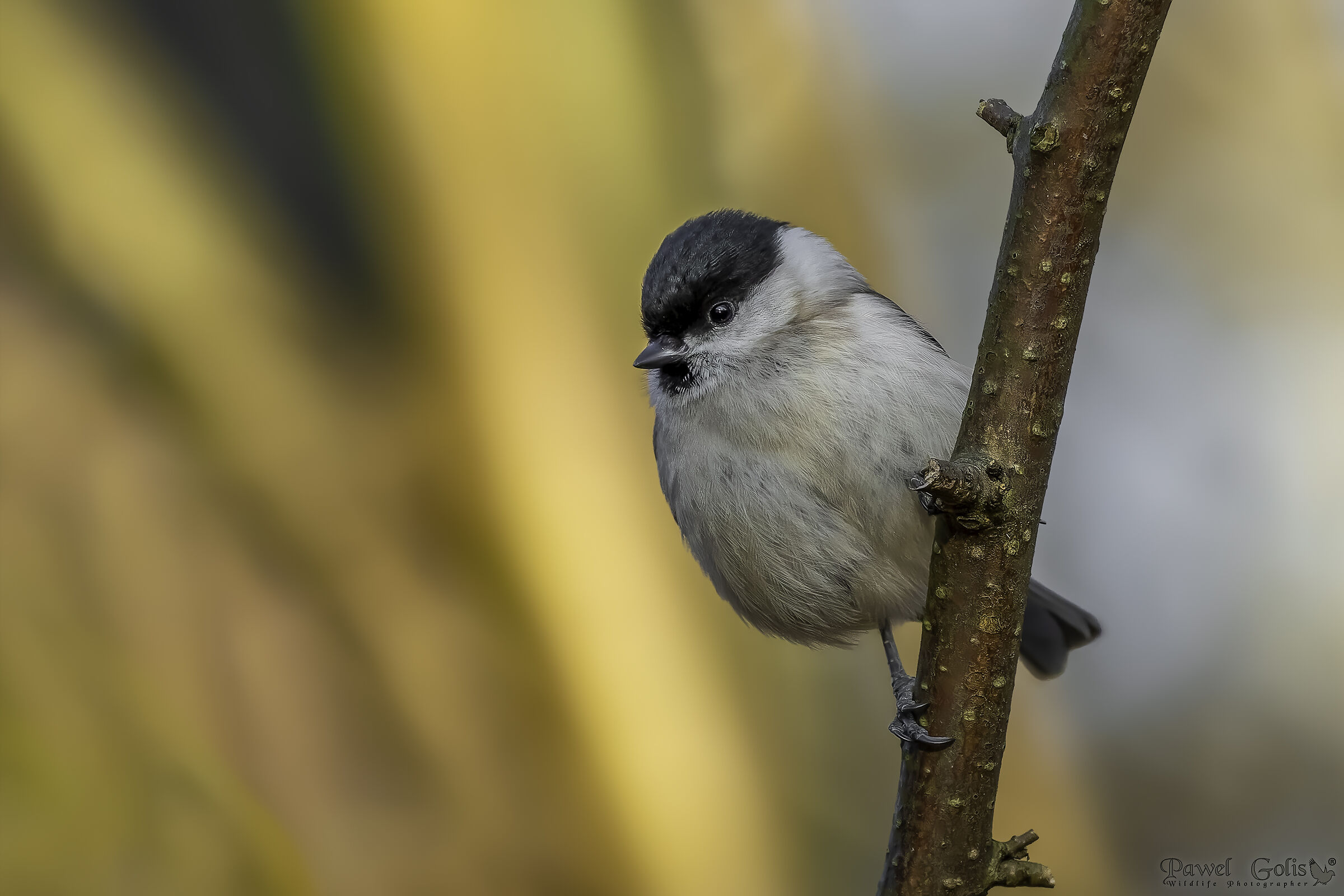 Cincia palustre (Poecile palustris)