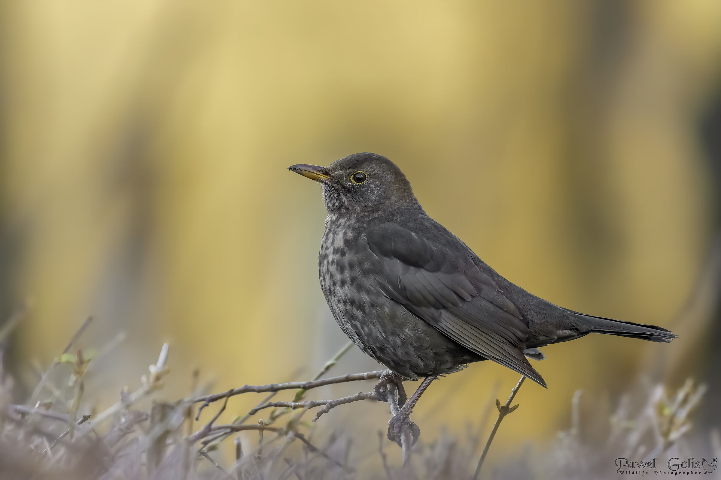Merlo comune (Turdus merula)