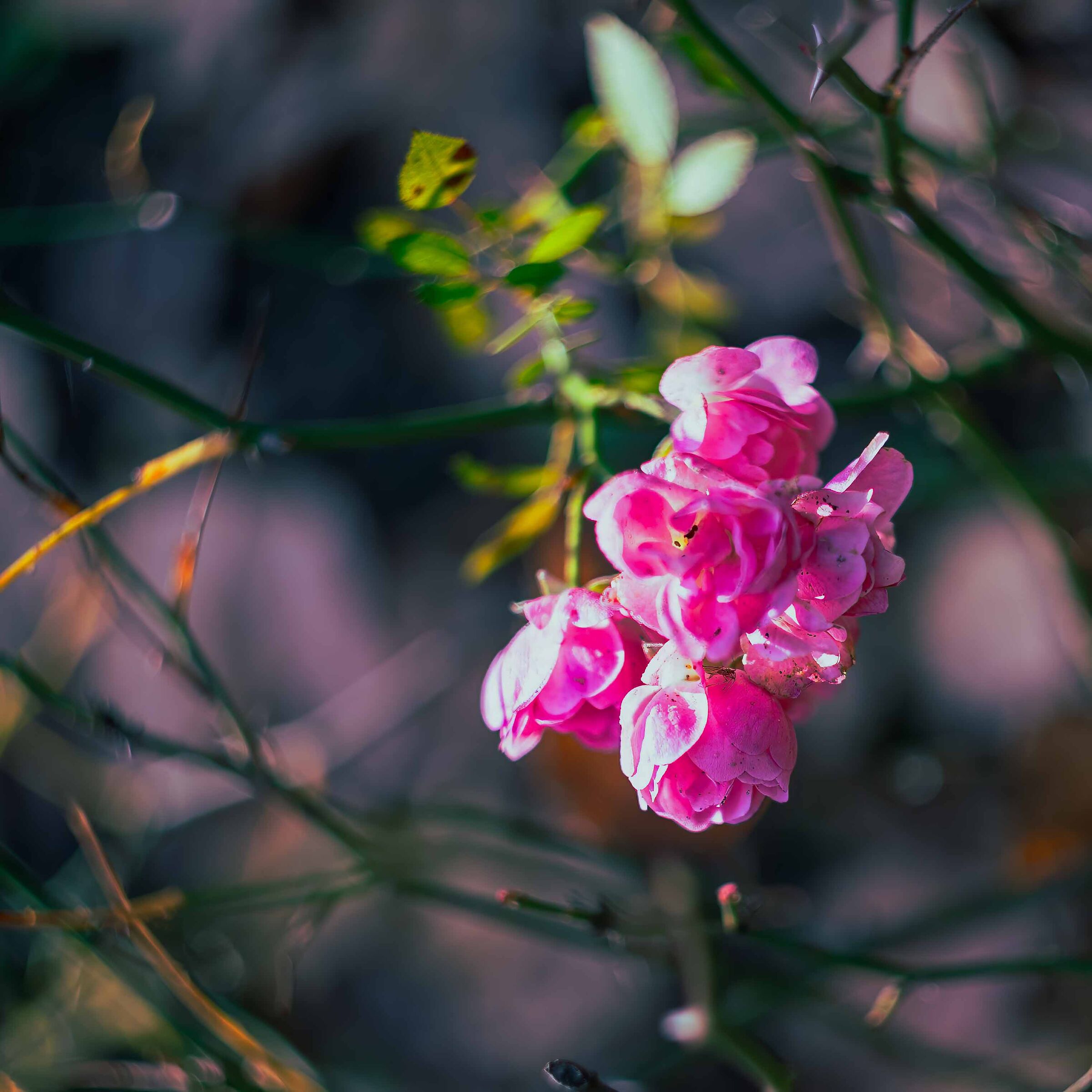Roselline con ospite