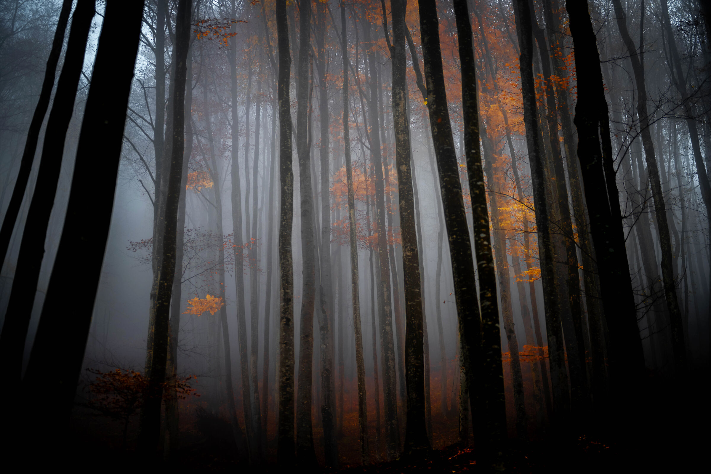 beech forest
