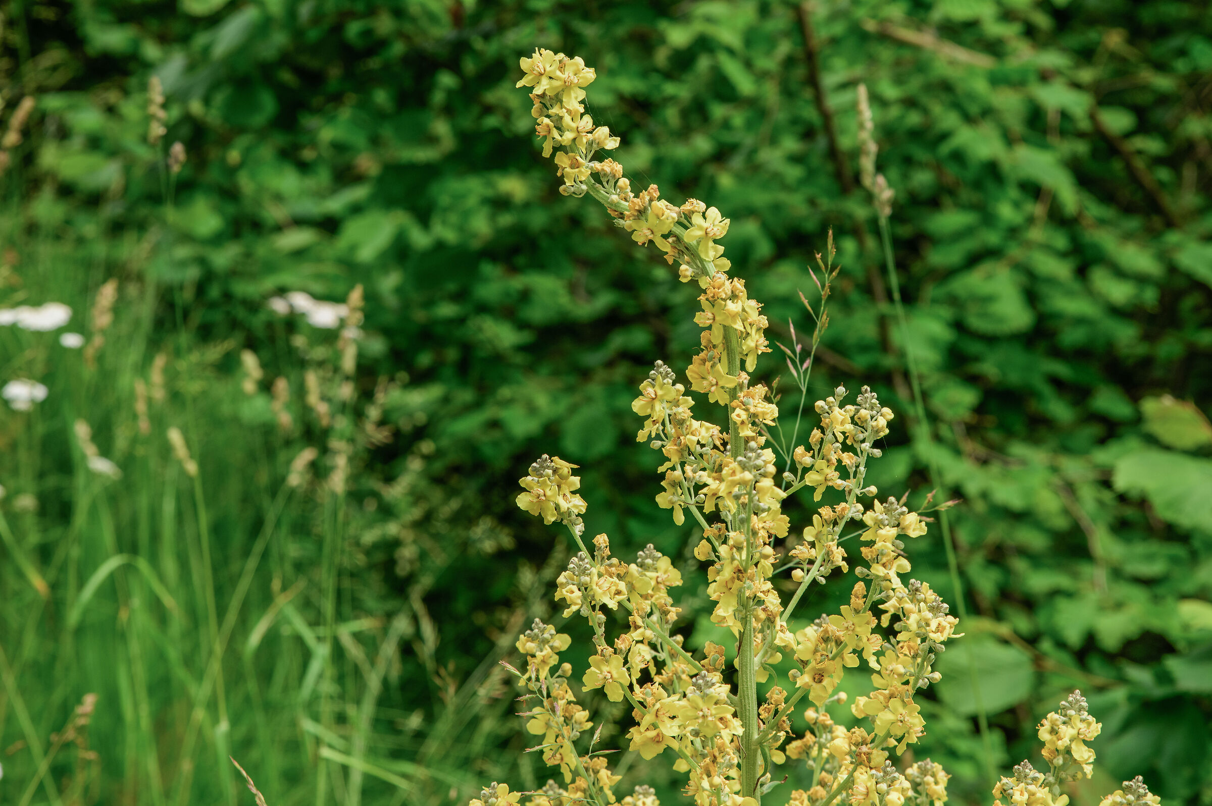 Mullein Licnite