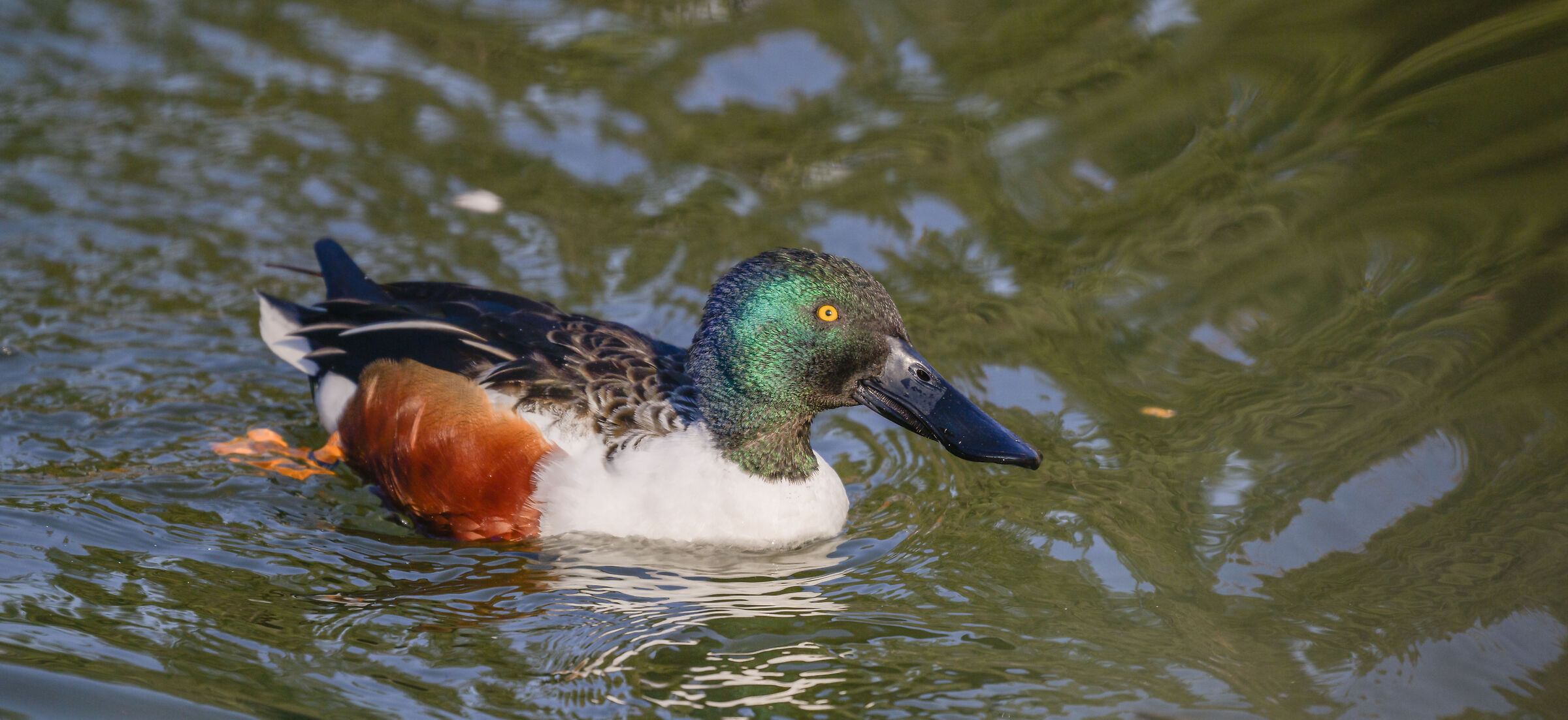 male shoveler
