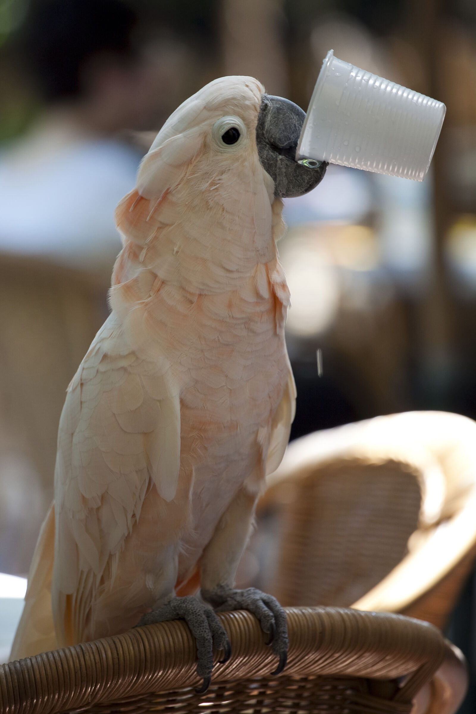 drinking