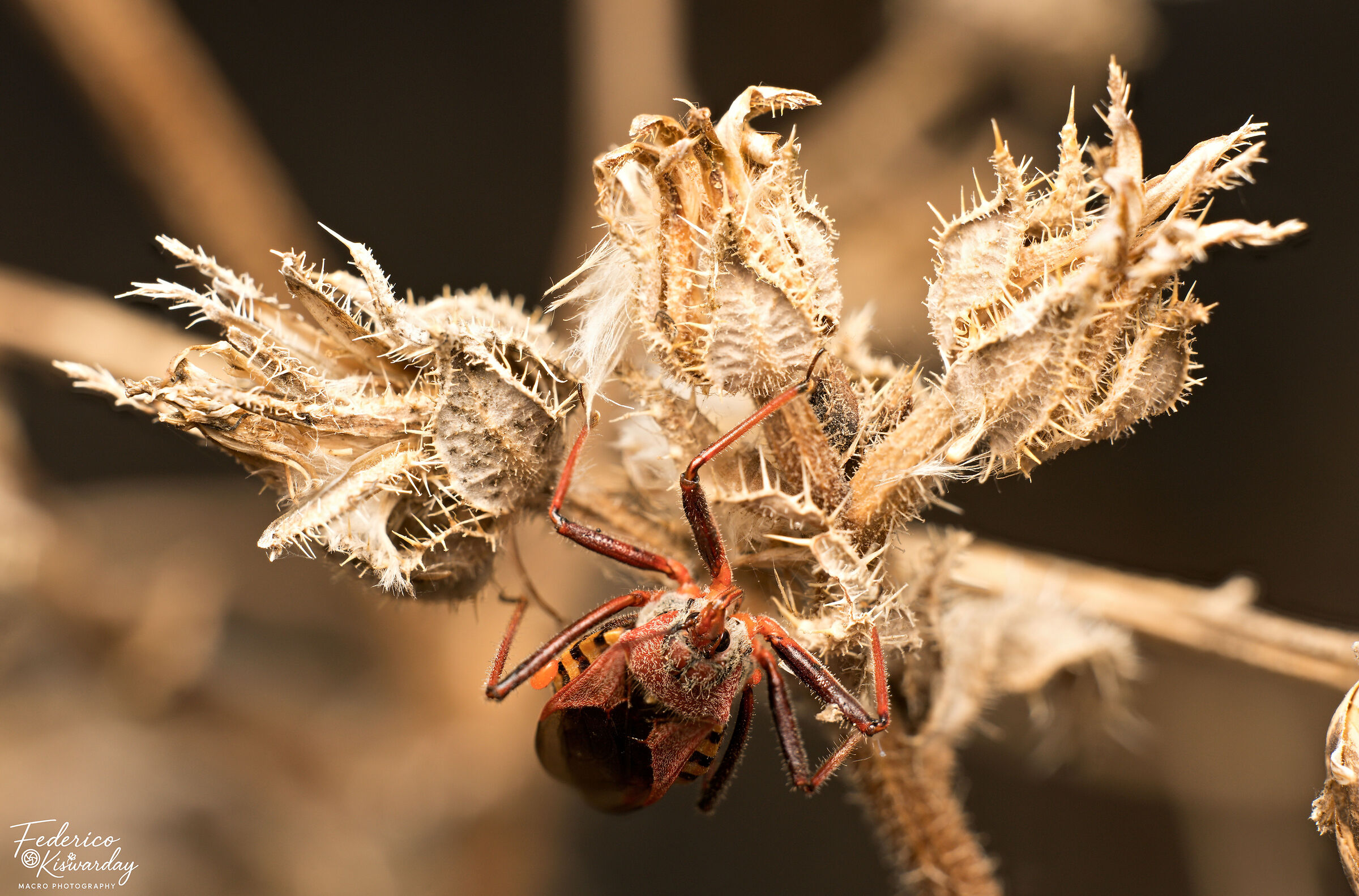 Killer bug: syringe hunter