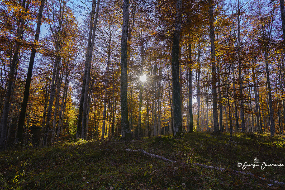 Autumn in the beech forest (Pizzoc)