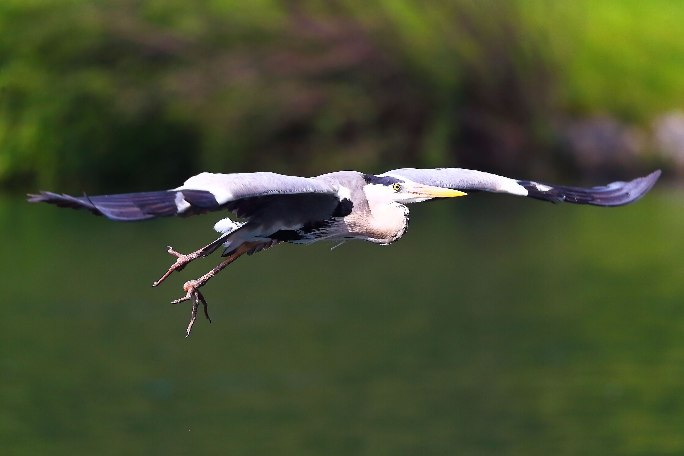 Cenerino 21 maggio 2025 - 9999_73