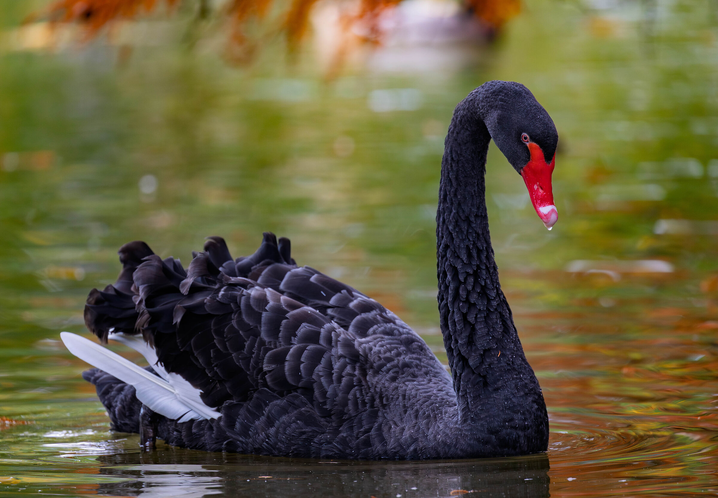 Black swan