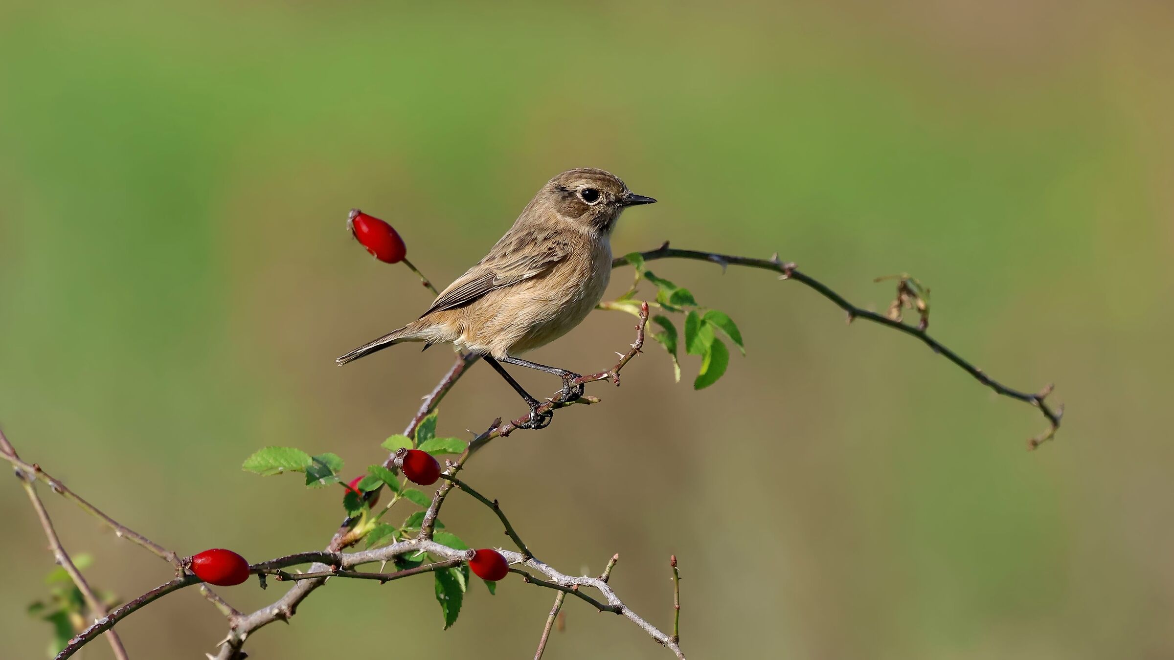 Stonechat, Female