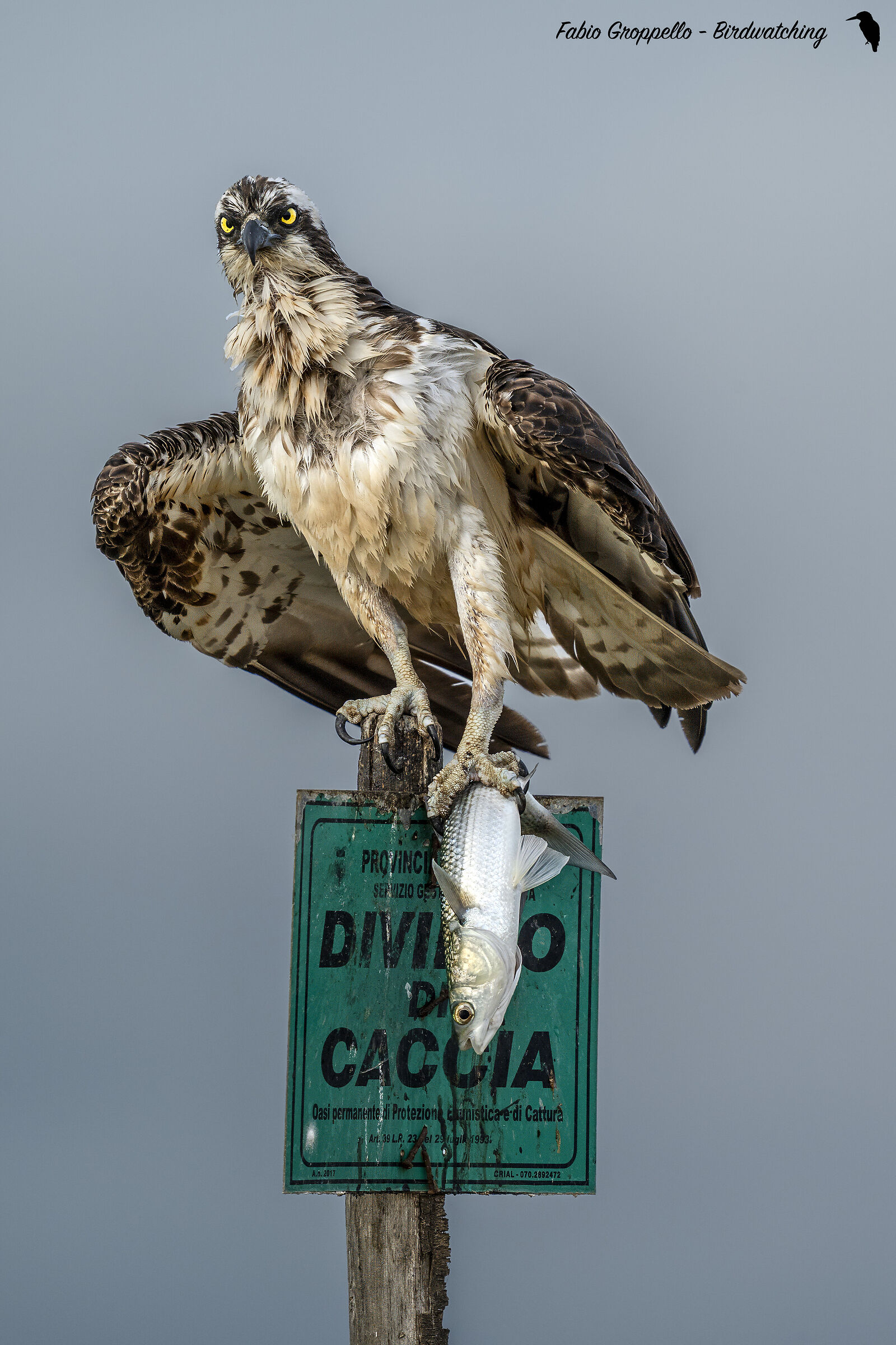 Falcon on sign with prey